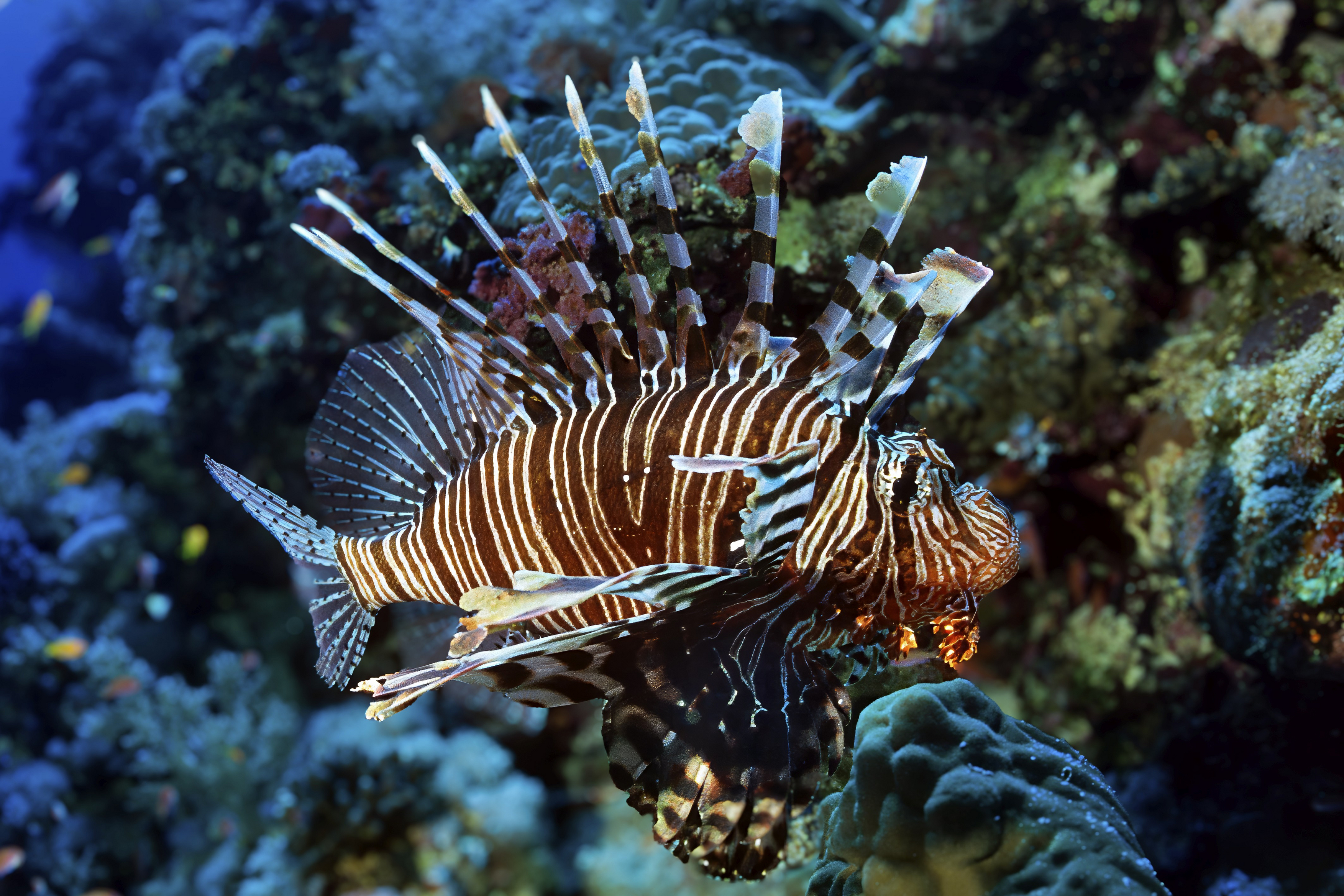 rdečemorska plamenka