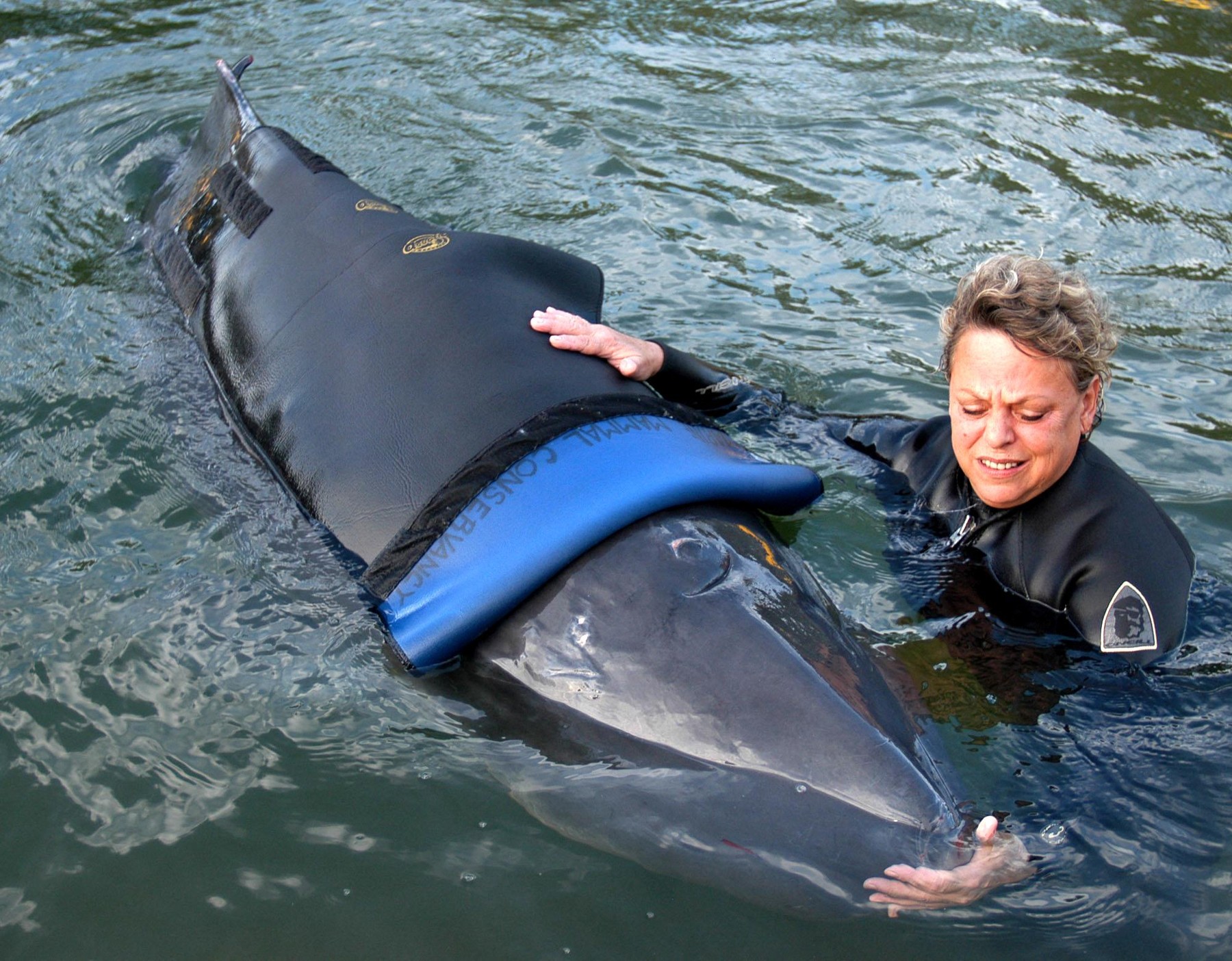 Pritlikavi kit glavač