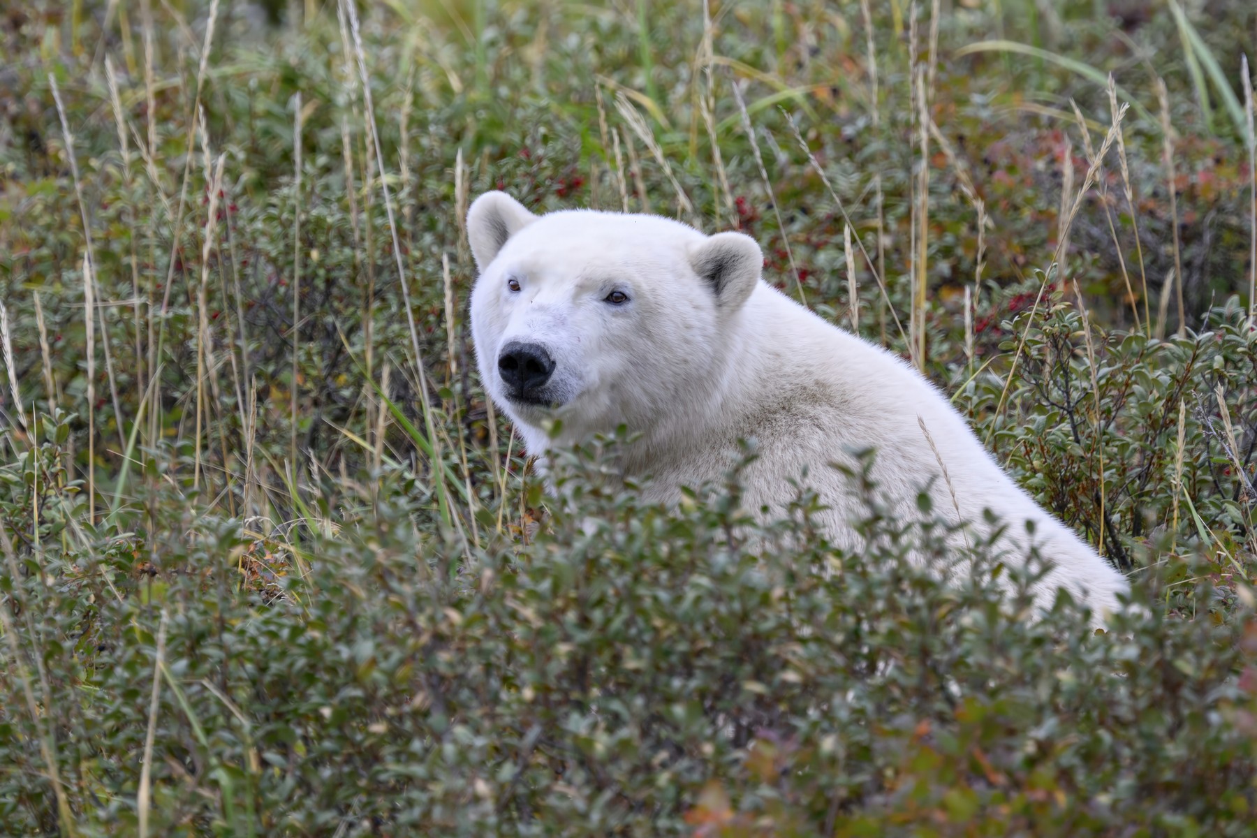 Image: 1050209943, License: Royalty-free,