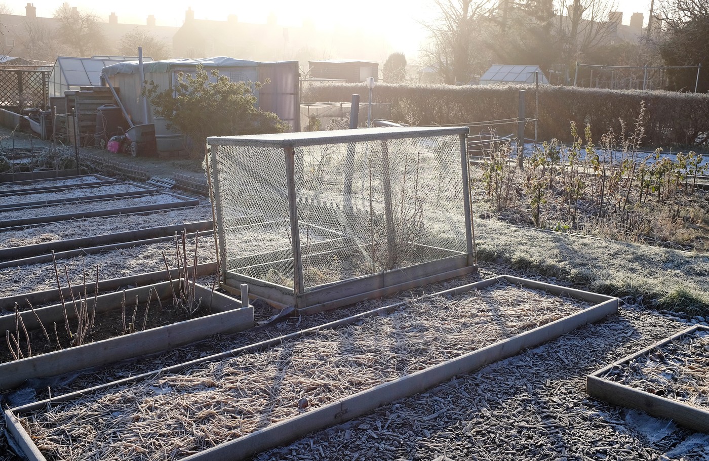 pozeba slana na vrtu