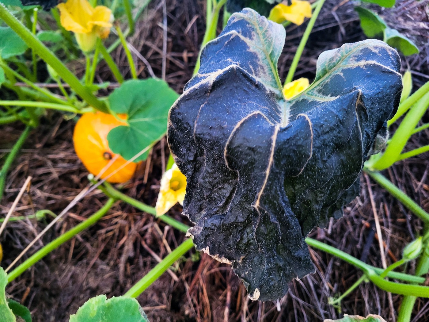 zaradi pozebe ožgan pomrznjen list bučke