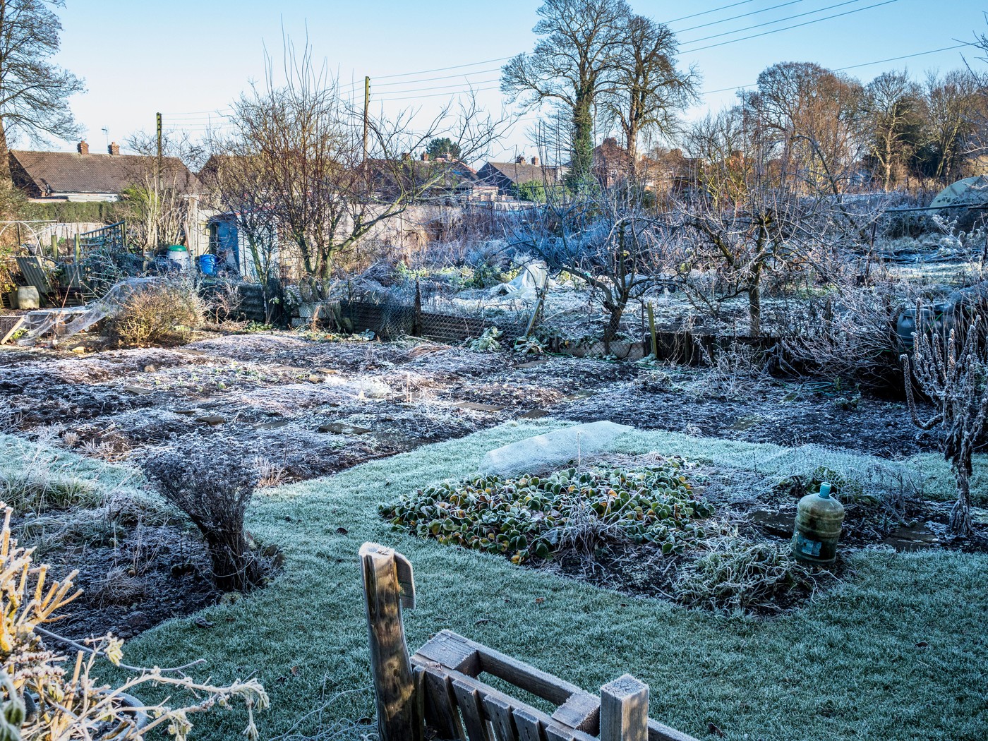 pozeba slana na vrtu