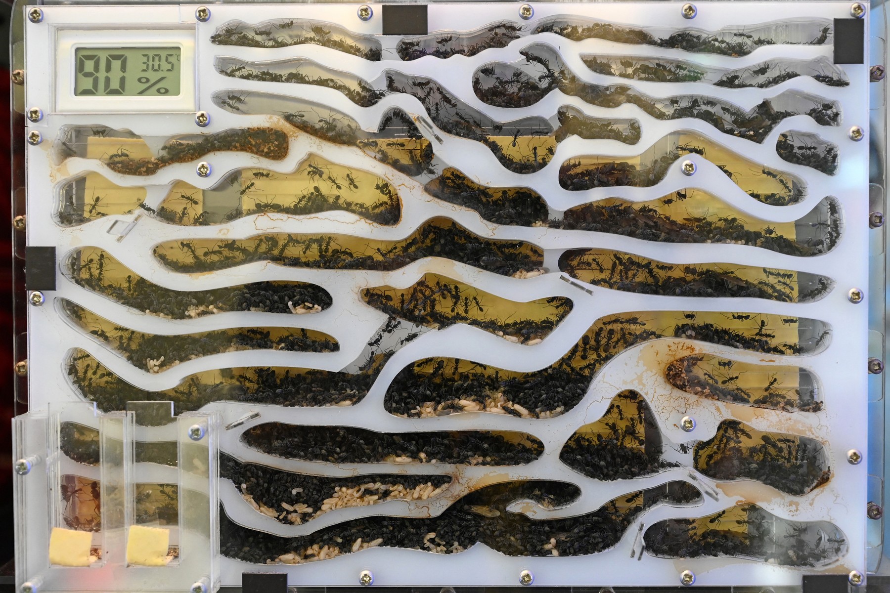 This photograph taken on September 23, 2020 shows ants inside a formicarium