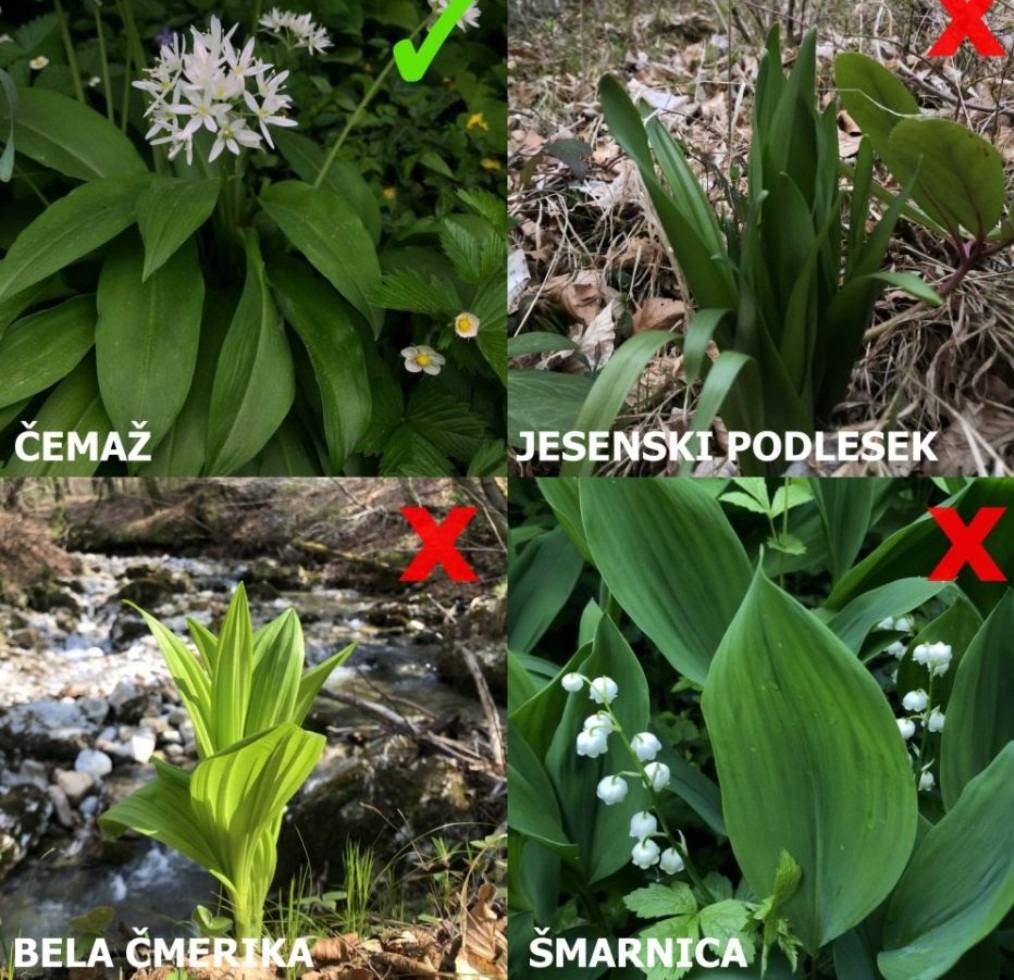 Razlika med čemažem in drugimi rastlinami