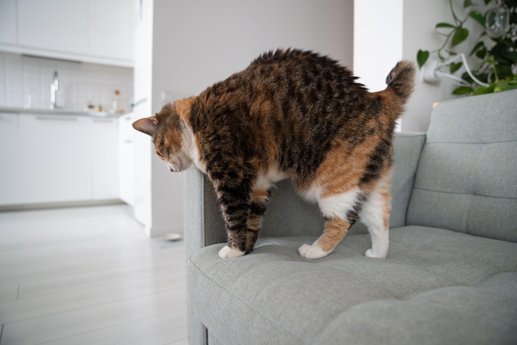 Drgnjenje mačke ob kavč