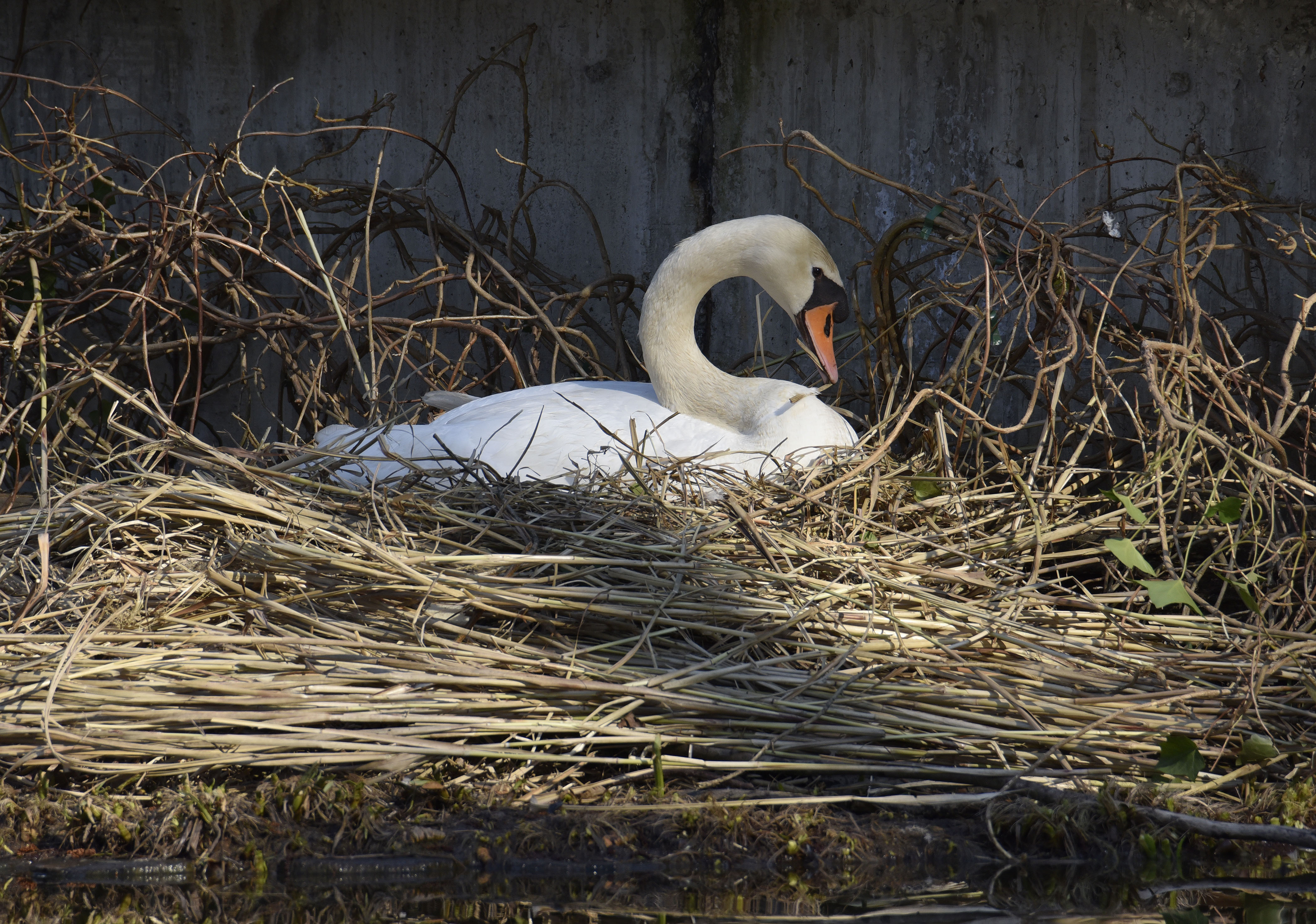 Slovenija, Ljubljana, 22.03.2022, 22. marec 2022Laboda gnezdita v tivolskem ribniku. Narava, divje živali, ptice, ribnik,