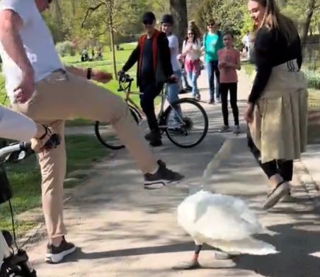 moški brcne laboda v Tivoliju