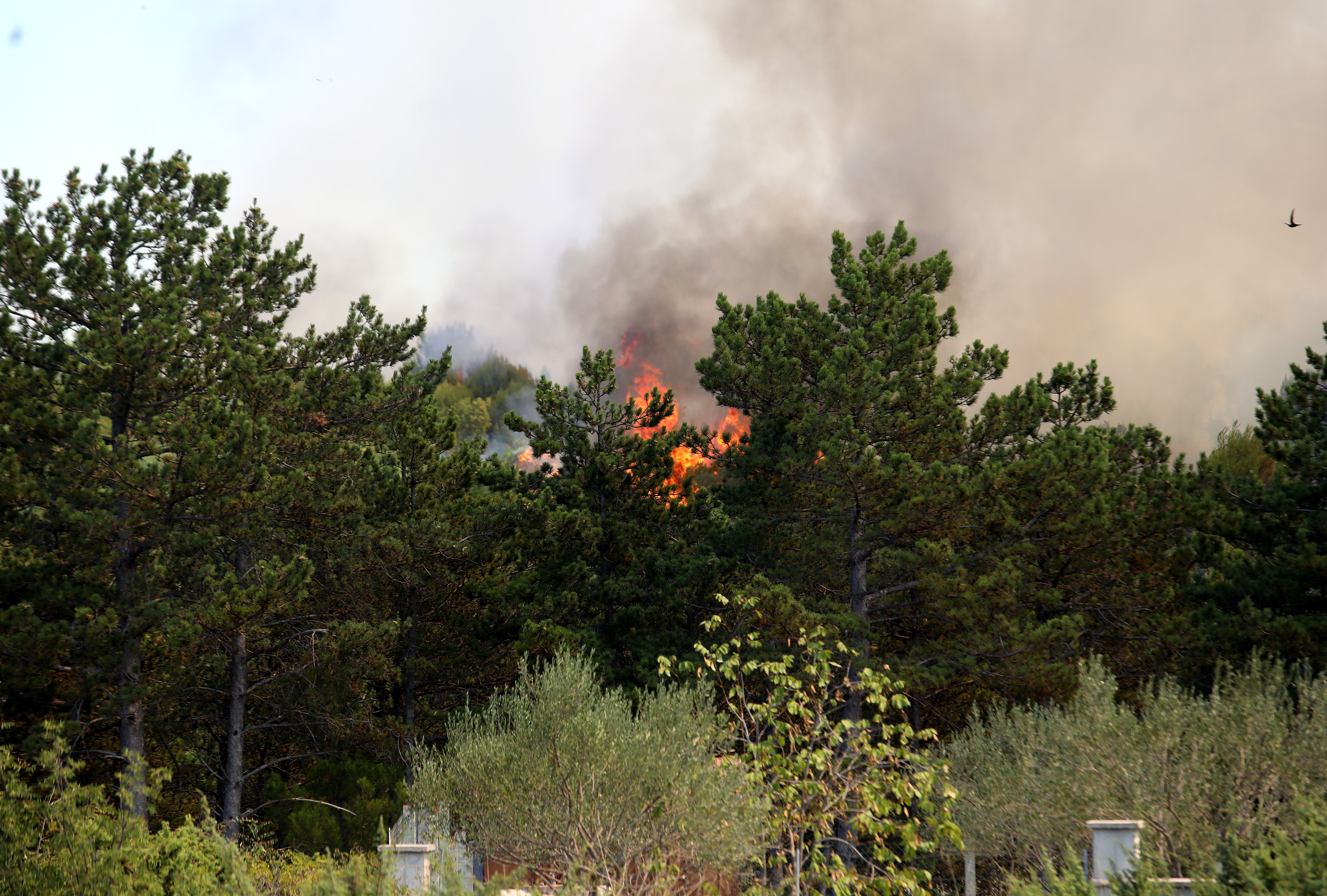 Hrvaška Skradin 30.07.2024. Ogenj Požar gasijo štirje Canadiarji in Airtractor