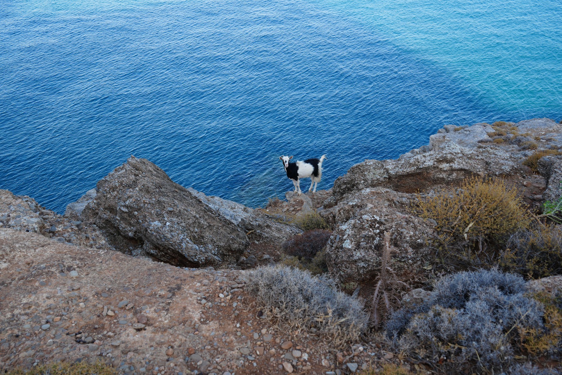 A curious goat stands on a rocky cliff overlooking the deep blue sea.