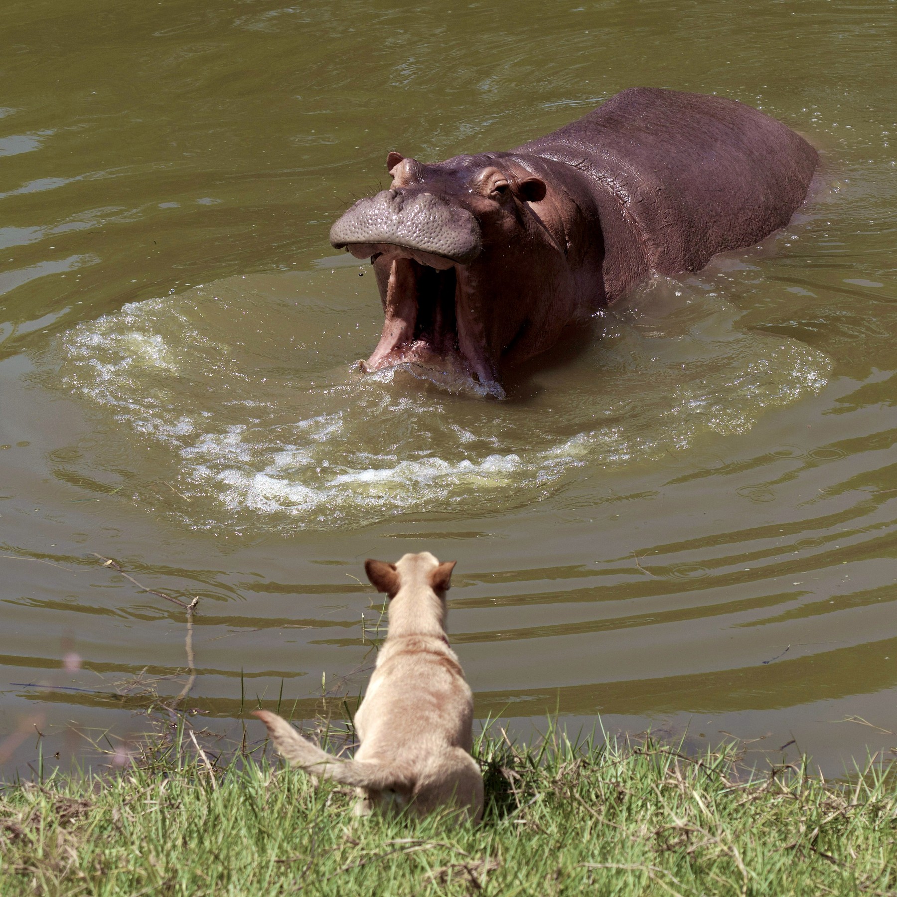 Povodni konji v Kolumbiji