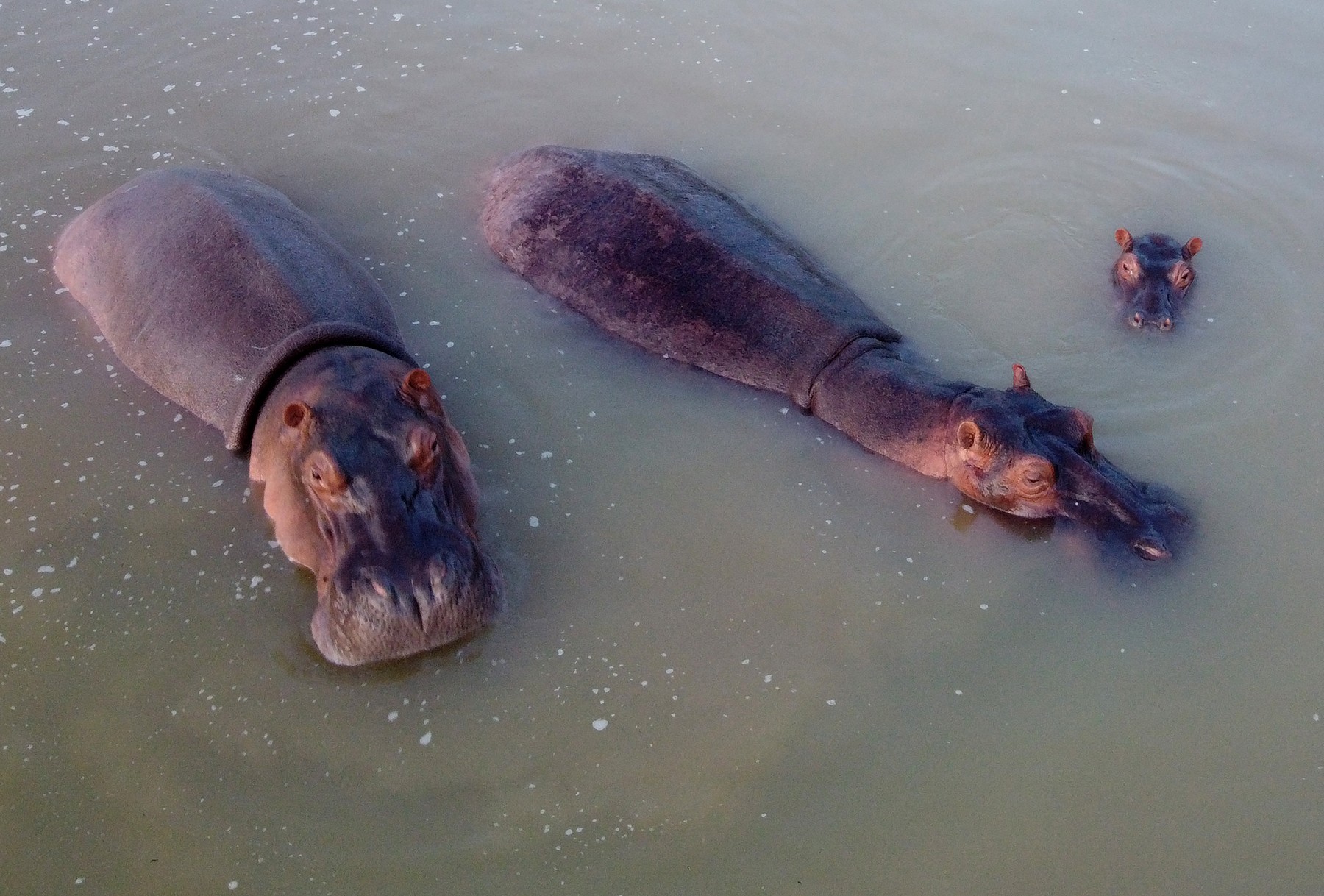 Veliki povodni konji v Kolumbiji