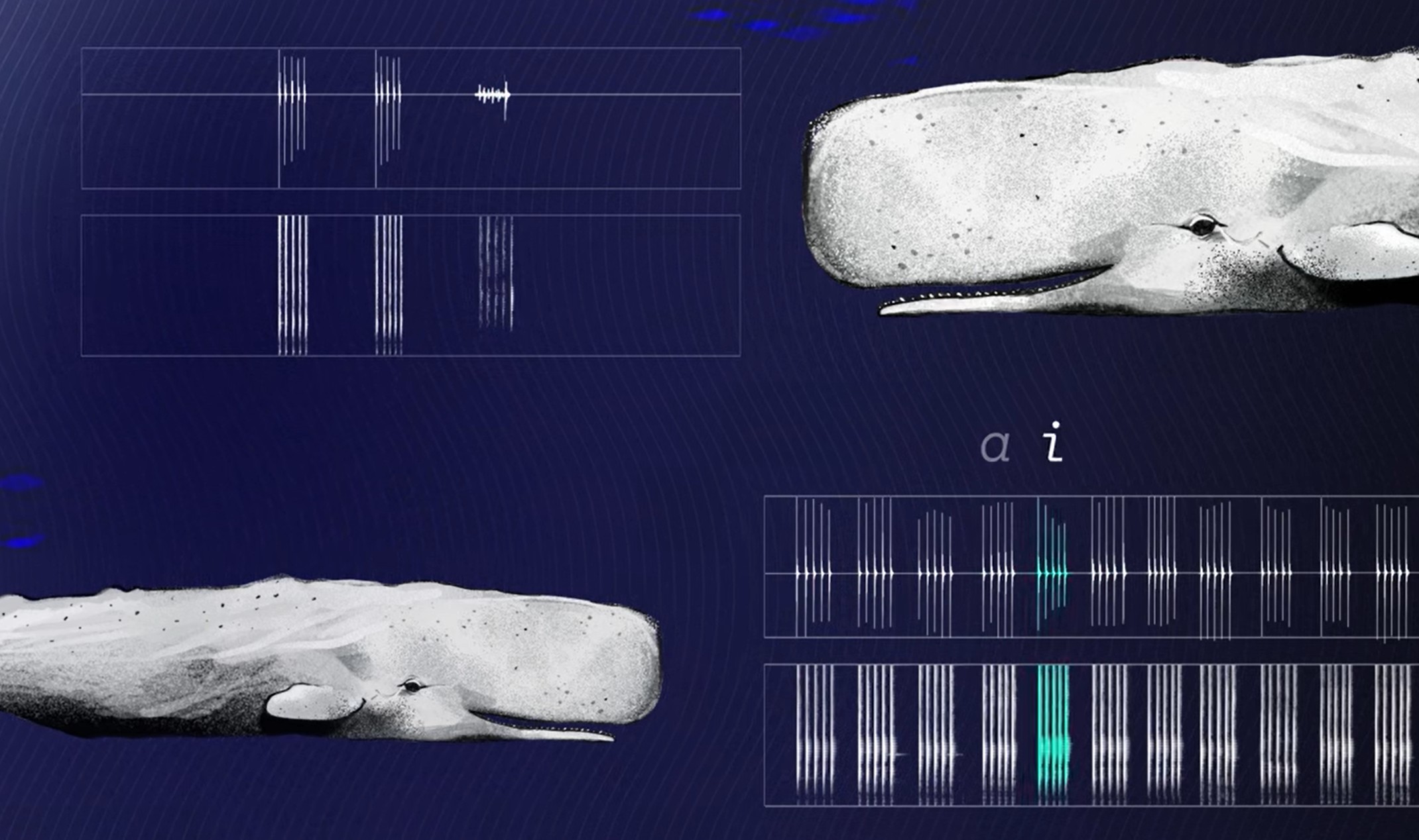 kiti glavači tvorijo glasove (klike), ki imajo podobno vlogo kot samoglasniki v človeškem govoru