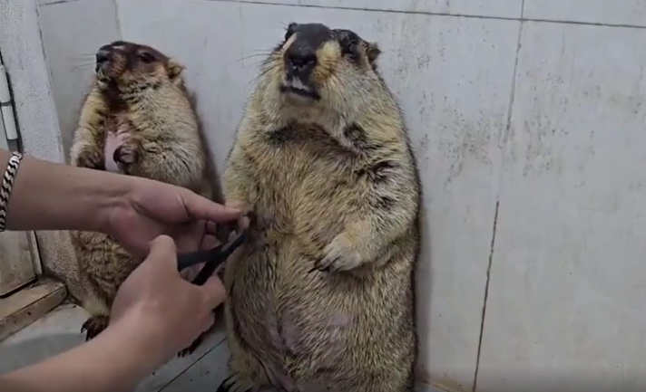 Svizec in strizenje krempljev