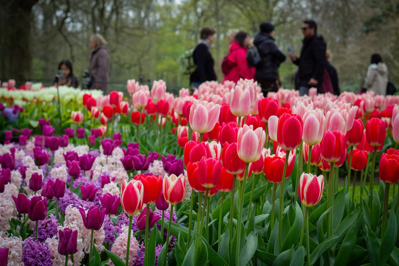 V nizozemskem vrtu tulipanov v mestu Lisse zacveteli tulipani