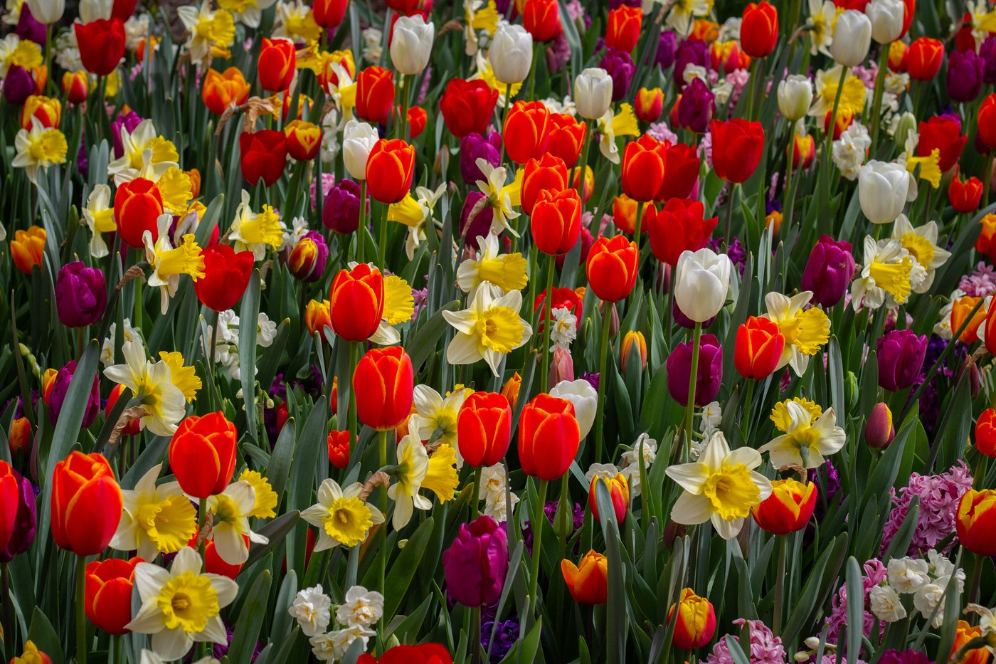 V nizozemskem vrtu tulipanov v mestu Lisse zacveteli tulipani