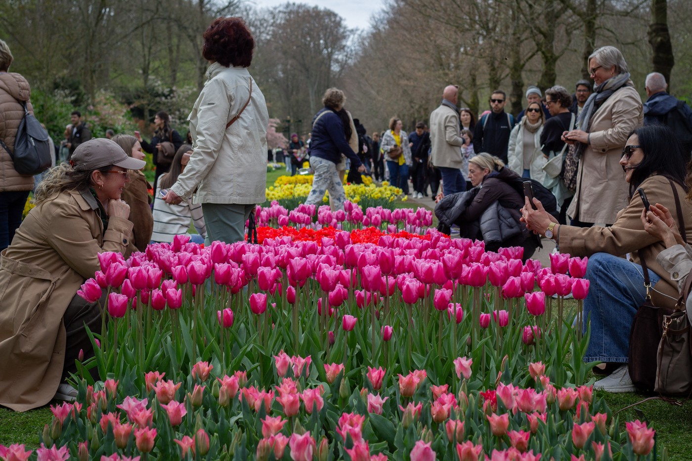 V nizozemskem vrtu tulipanov v mestu Lisse zacveteli tulipani