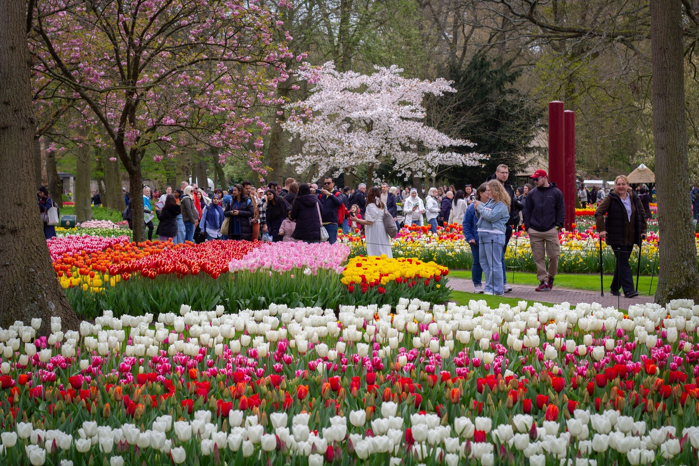 V nizozemskem vrtu tulipanov v mestu Lisse zacveteli tulipani