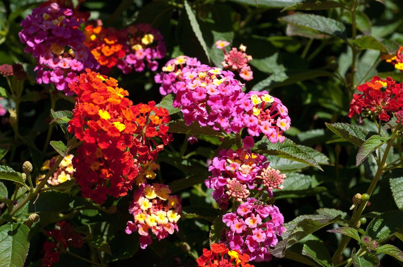 Lantana