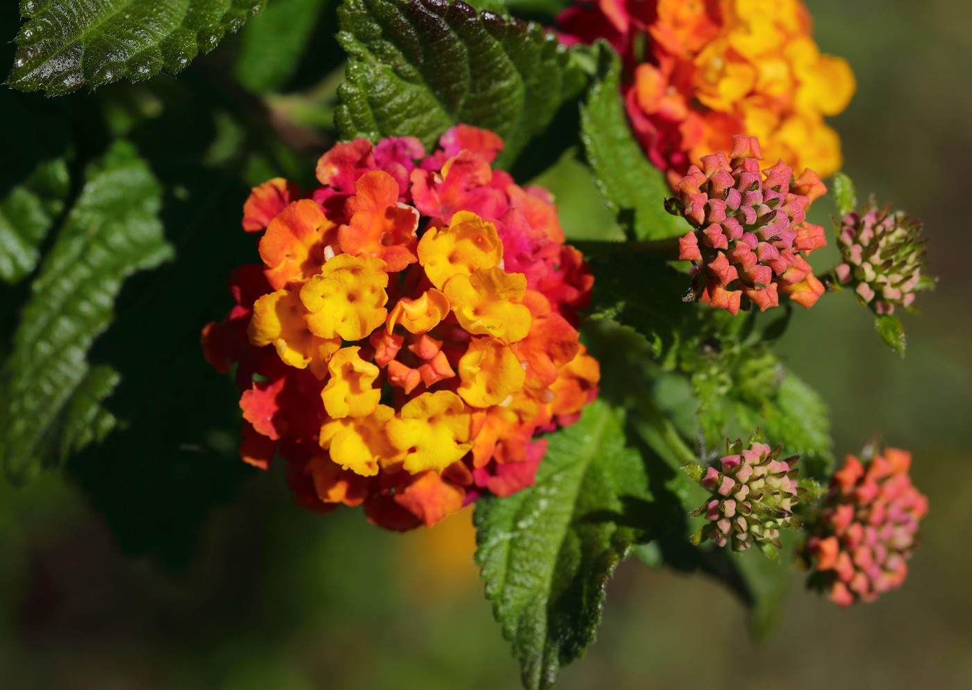 Lantana