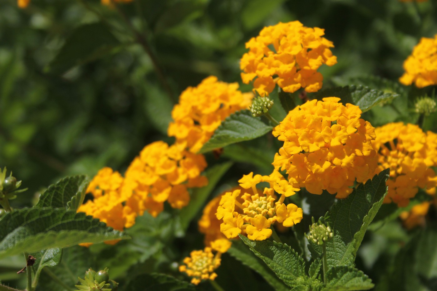 Lantana