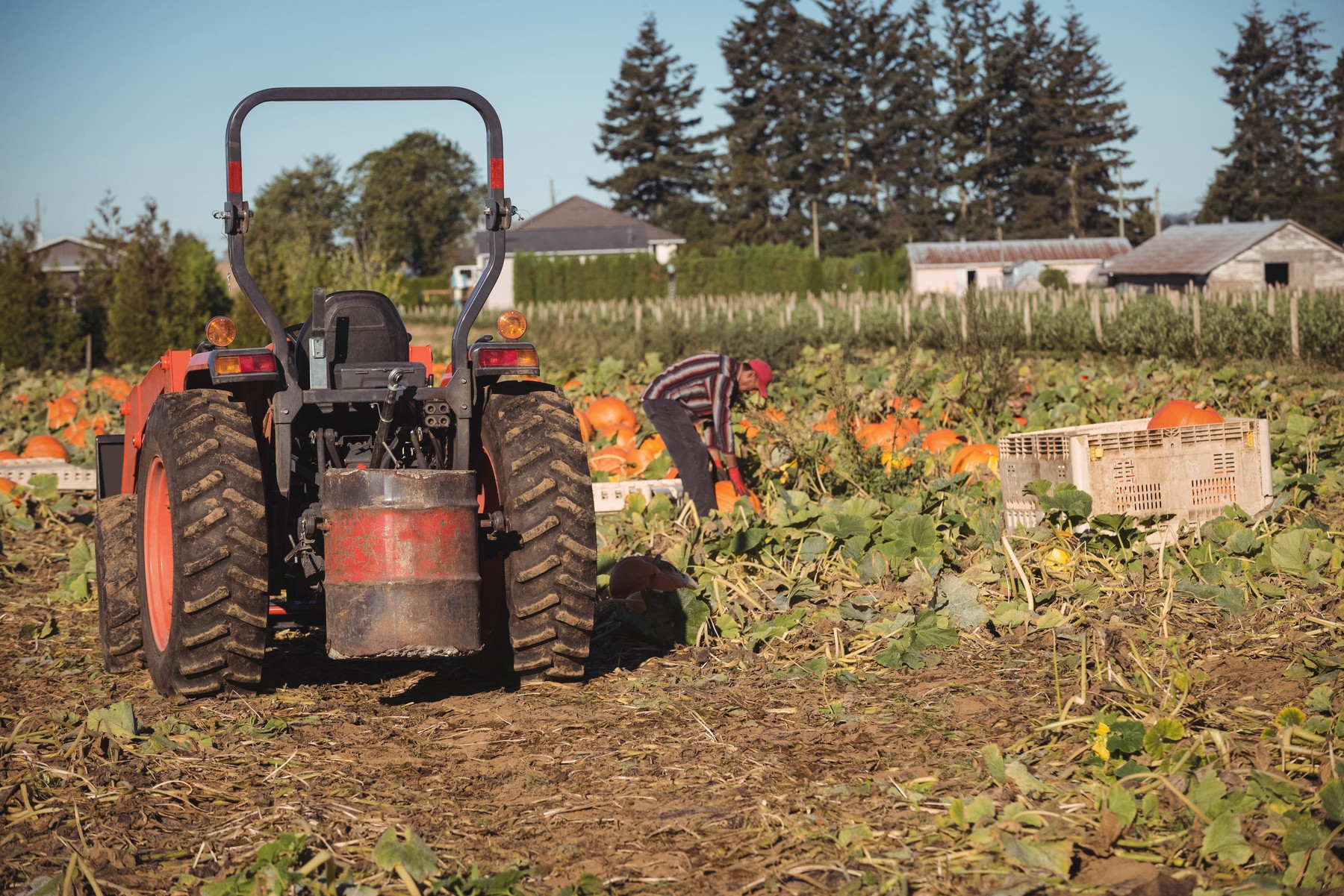 Mature man bending over picking pumpkins on rural farm into plastic crates near red tractor, barns. Agriculture, harvest, countryside, machinery, rural scene, autumn, labor,Image: 1040368892, License: Royalty-free, Restrictions: , Model Release: yes