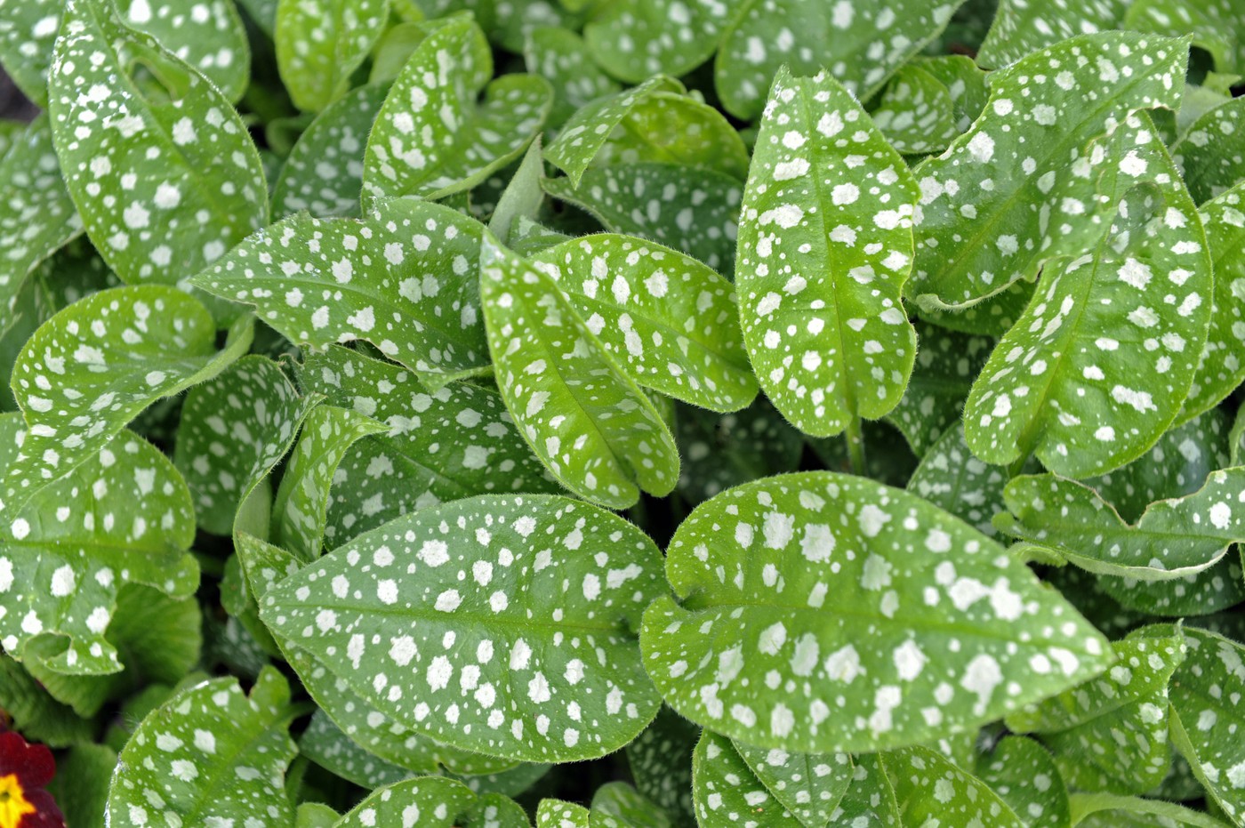 listi navadnega pljučnika