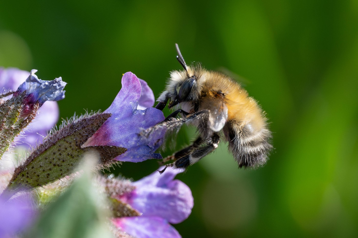 čebela na cvetu navadnega pljučnika
