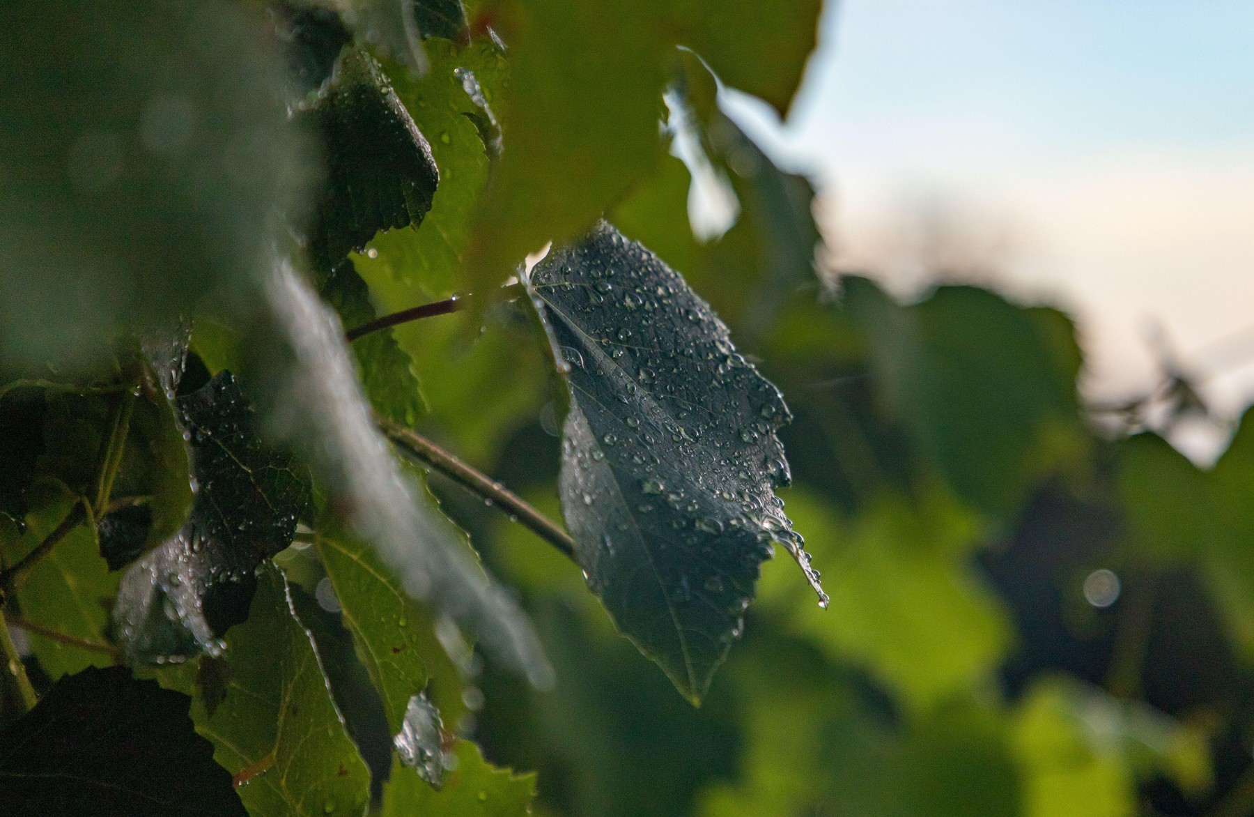 A picture of rain droplets hanging on top of leaves.