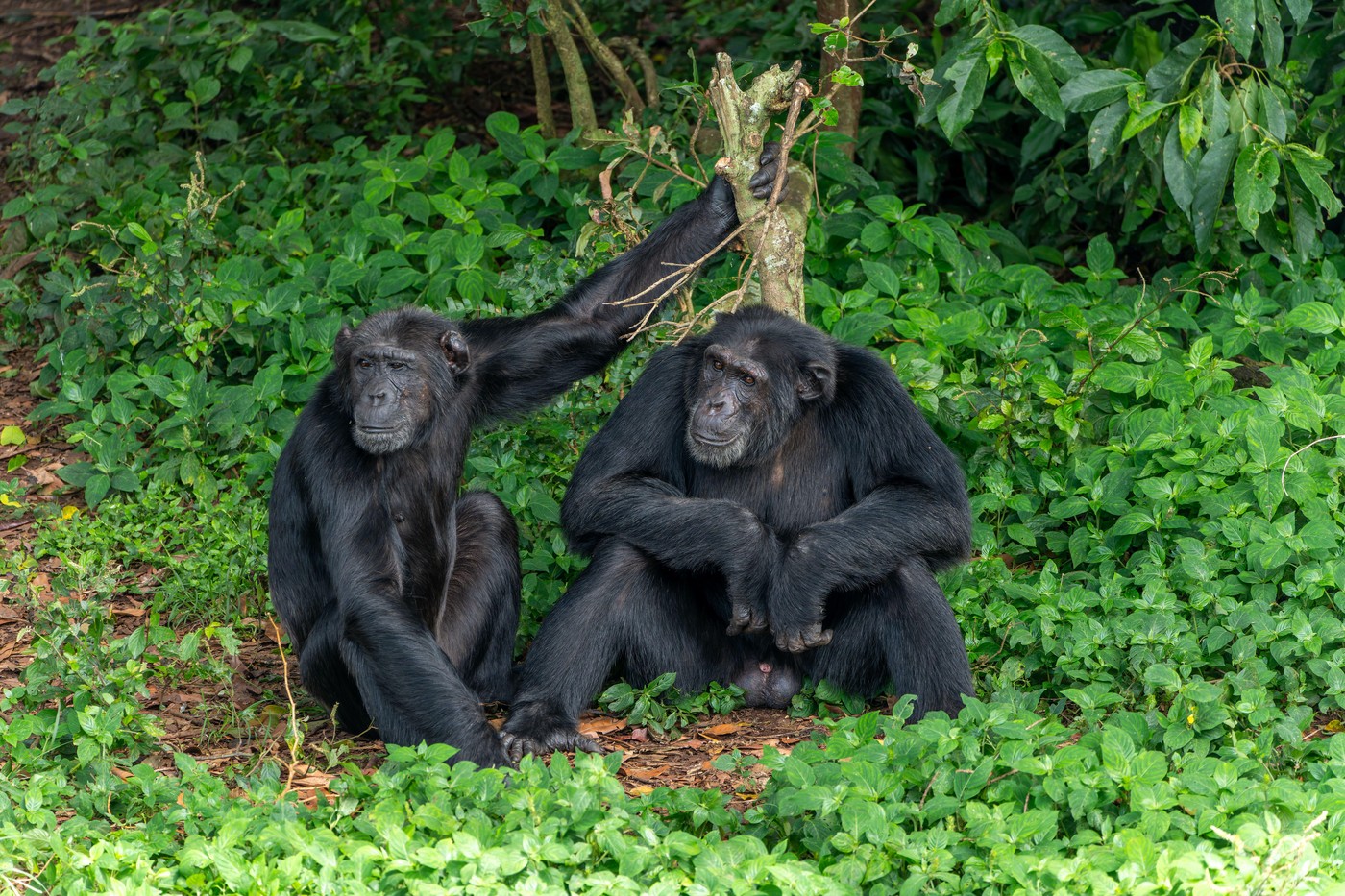 Šimpanzi v ugandskem narodnem parku Kibale