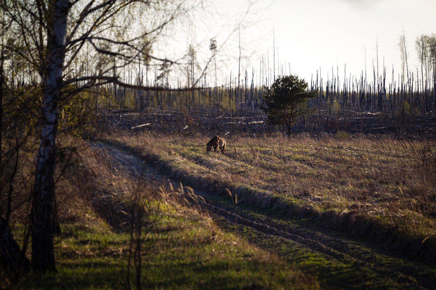 Na območju živi tudi okoli 150 divjih konjev.