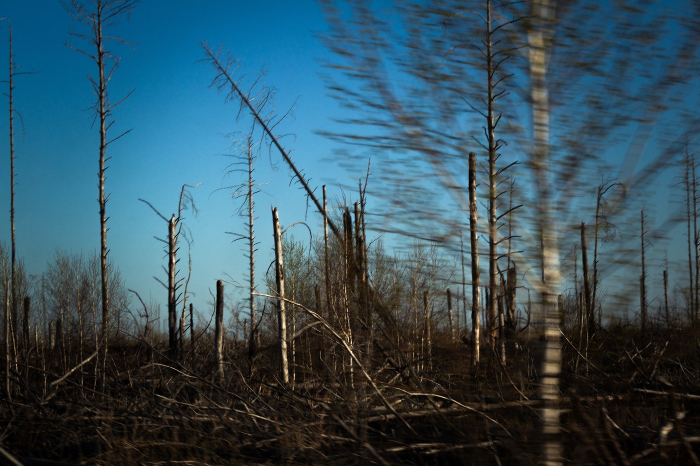 Odmiranje okoliških dreves po jedrski nesreči je pustilo veliko količino lesa, ki je zelo dovzeten za požare.