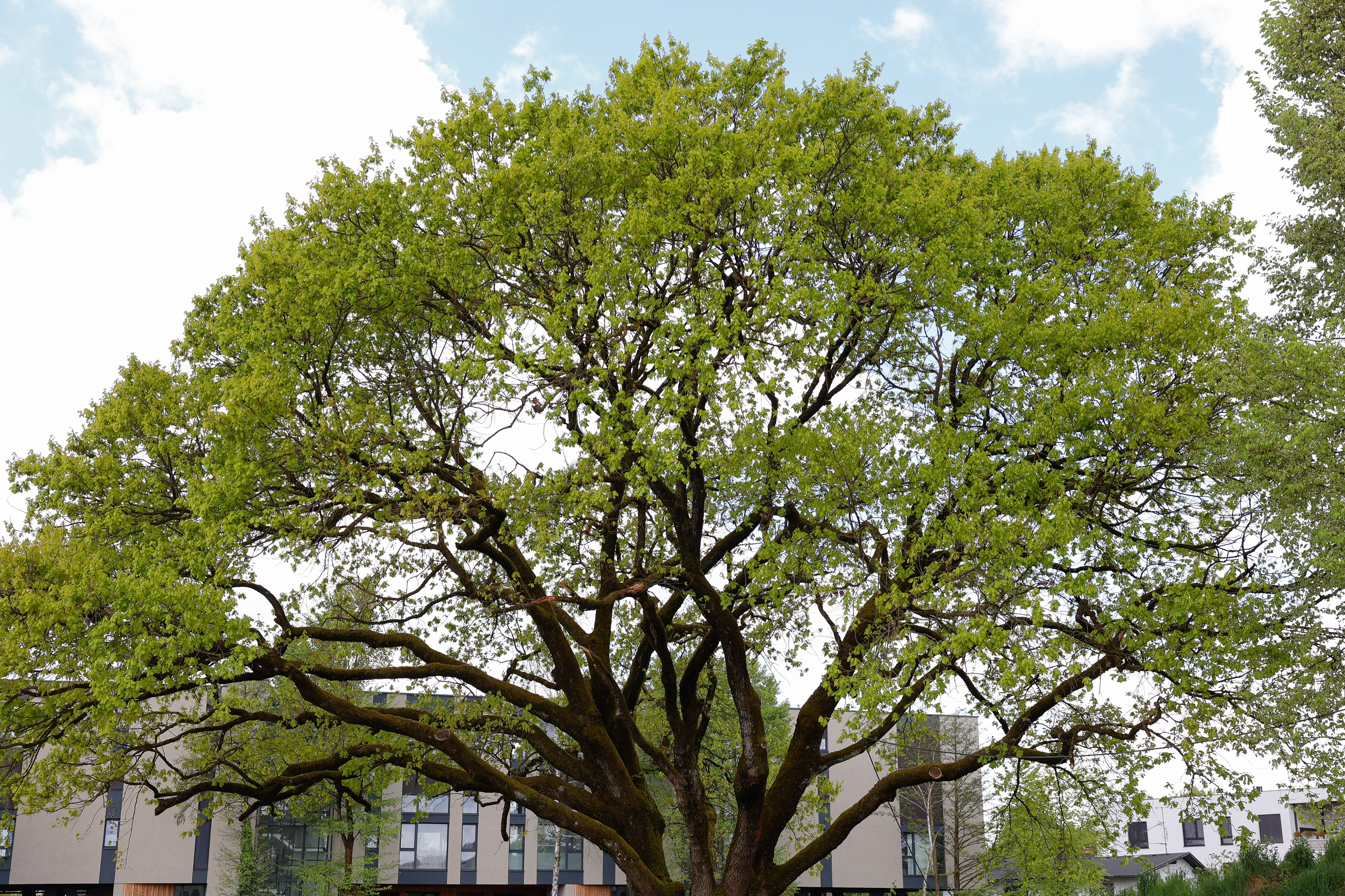 20260421_drevo-leta_nrovan_018