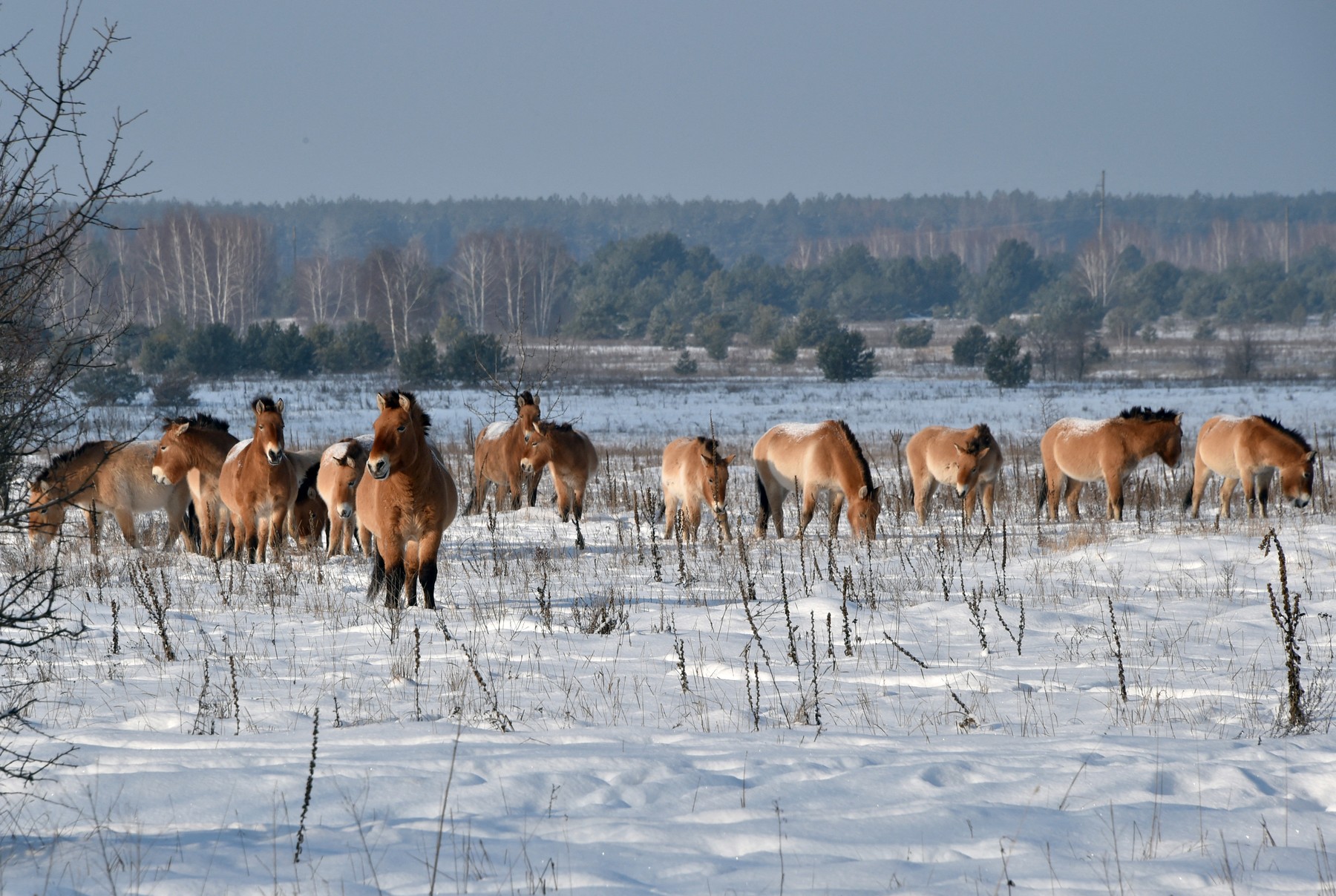 Konji Przewalski