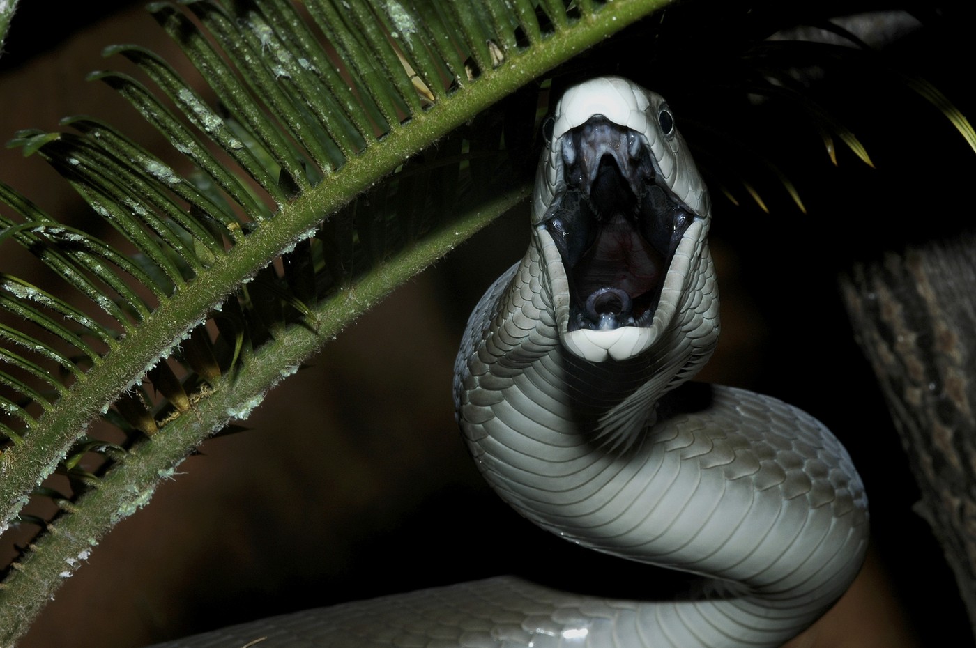 Dendroaspis polylepis, črna mamba, velja za najbolj strupeno kačo na svetu