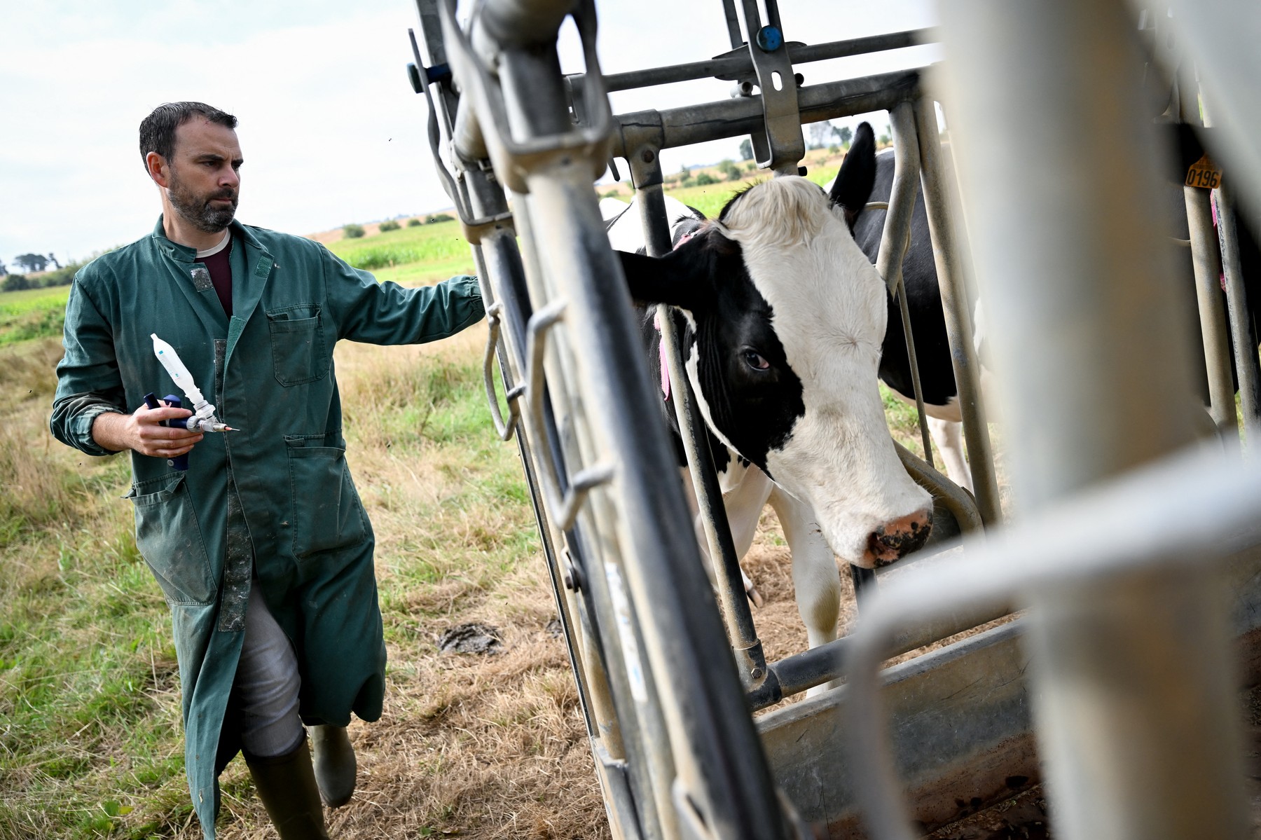 Veterinarian vaccinates cows against bluetongue disease,