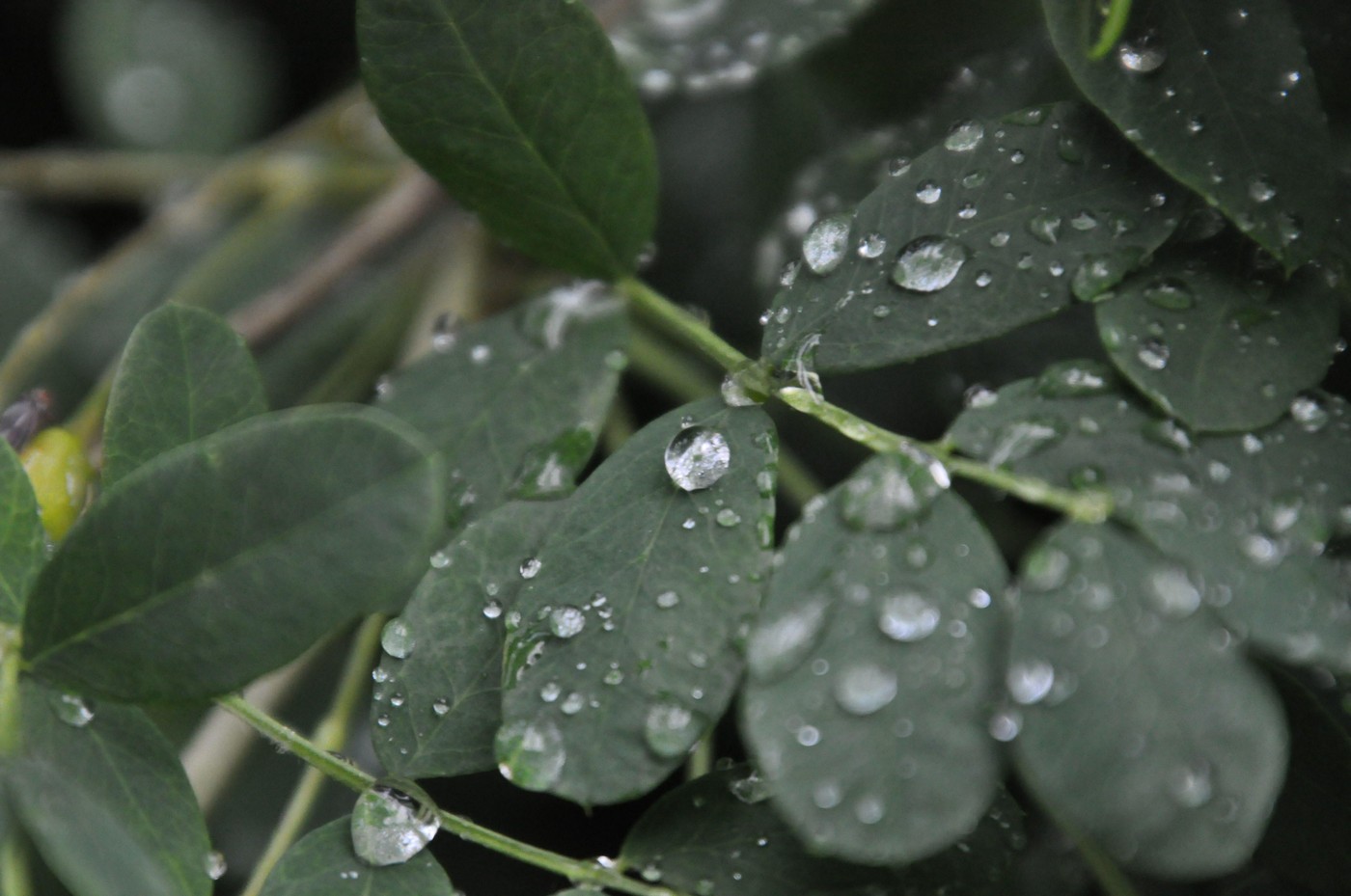 listi evkalipta z dežnimi kapljicami