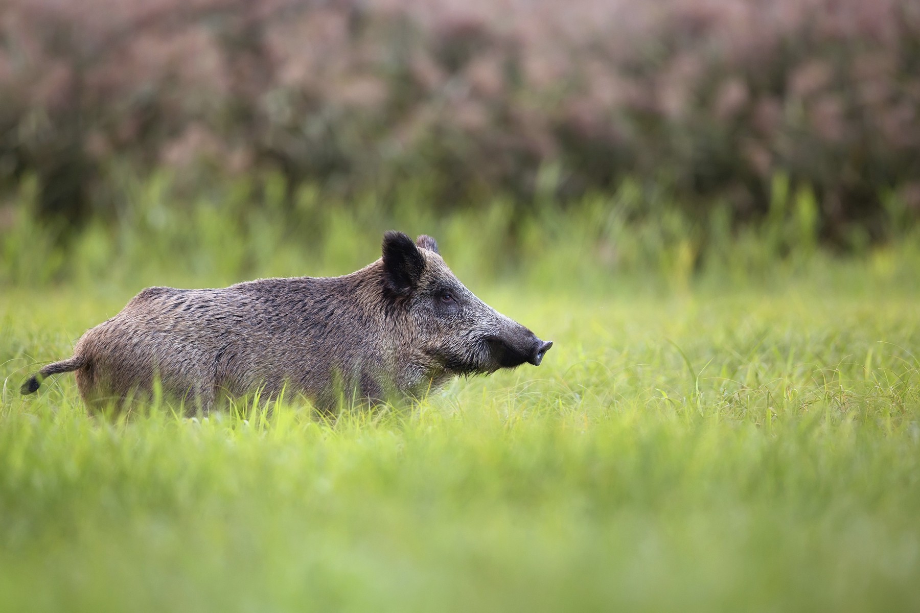 Wild boar in a clearing in the wild,