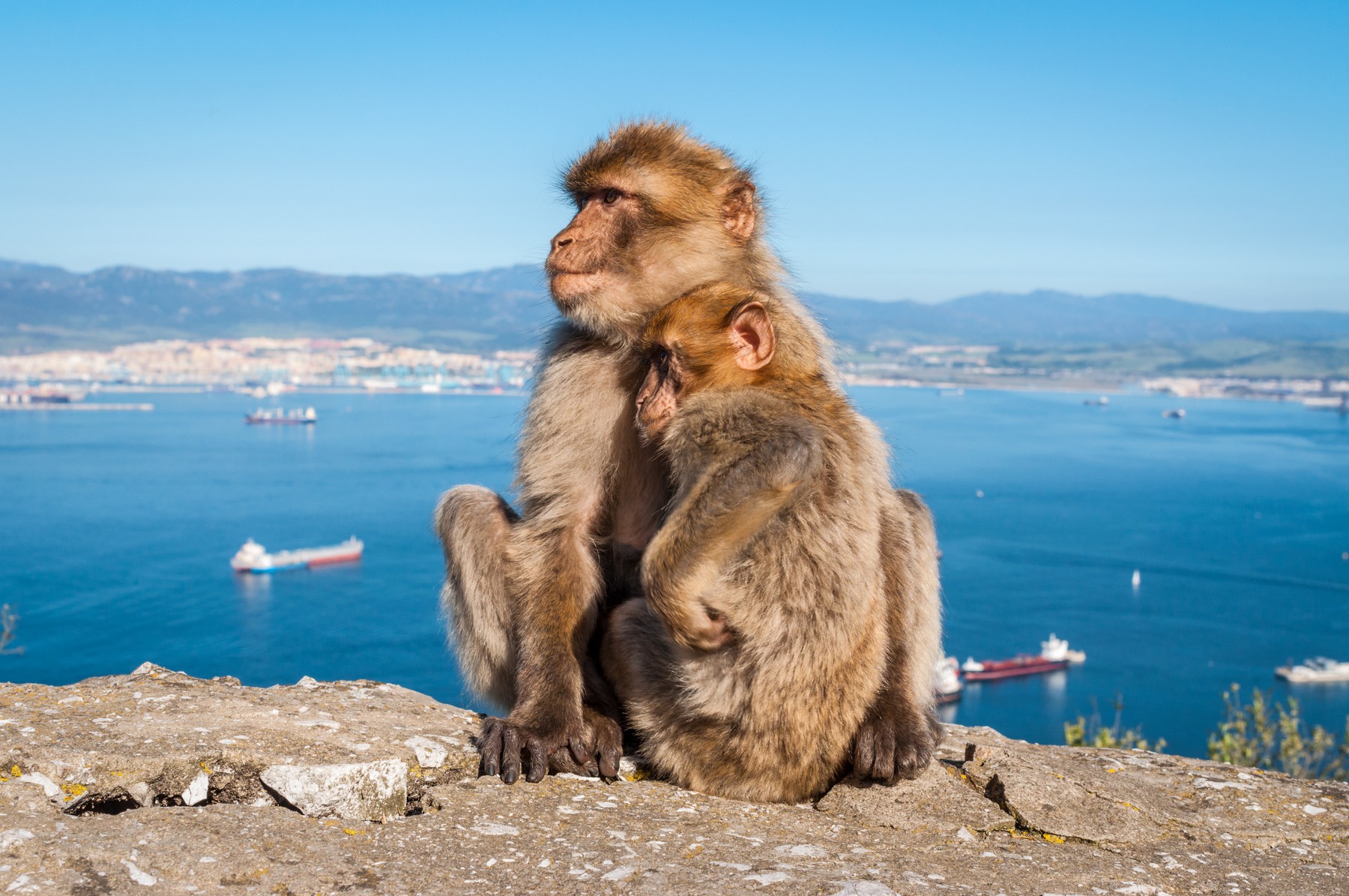 Sitting Barbary macaques on top of the Rock of Gibraltar,Image: 596363343, License: Royalty-free, Restrictions: , Model Release: no