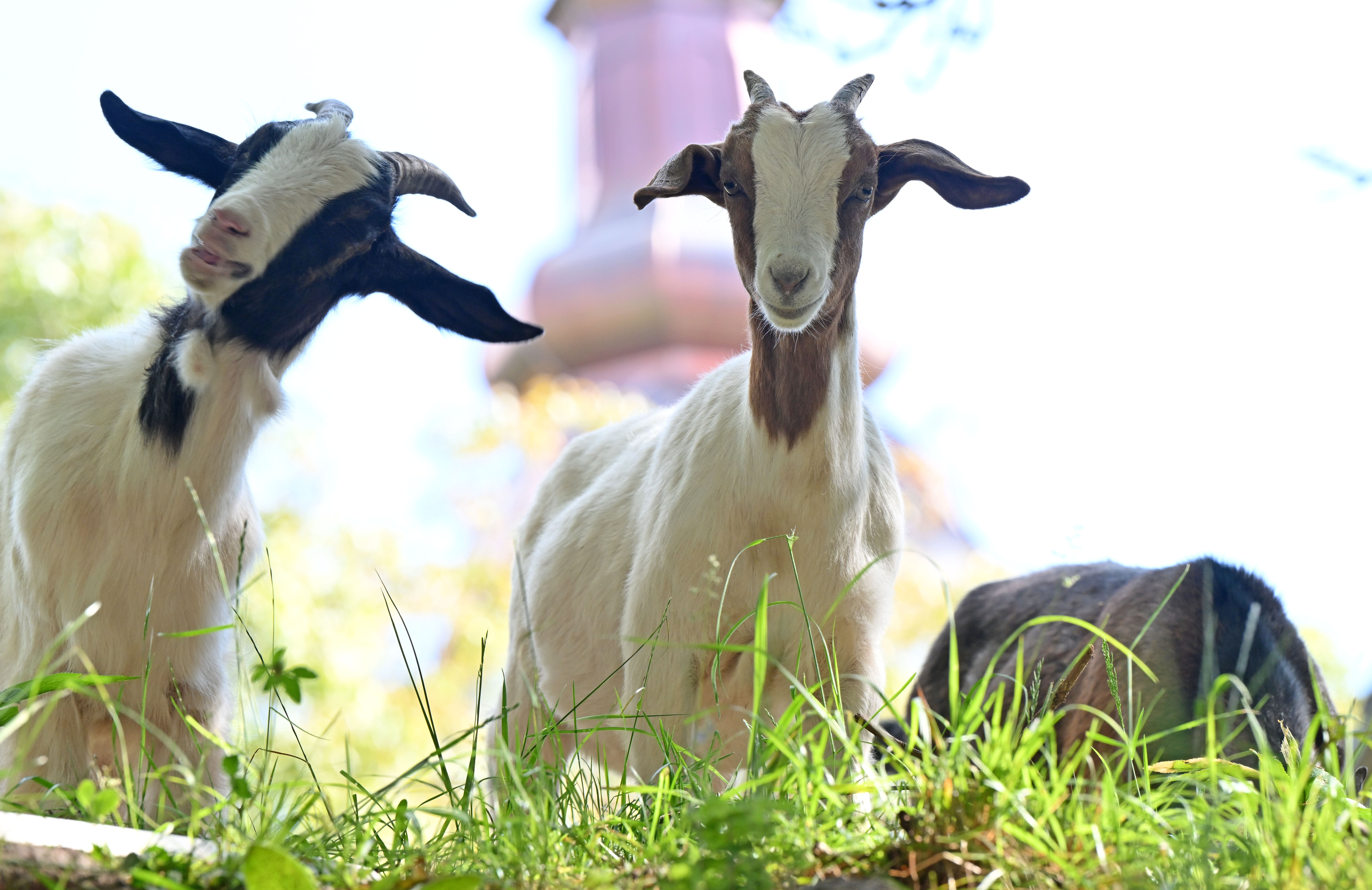 Slovenija, Preddvor, 24.05.2025,  24. maj 2025Koze se pasejo na pašniku, kmetijstvo