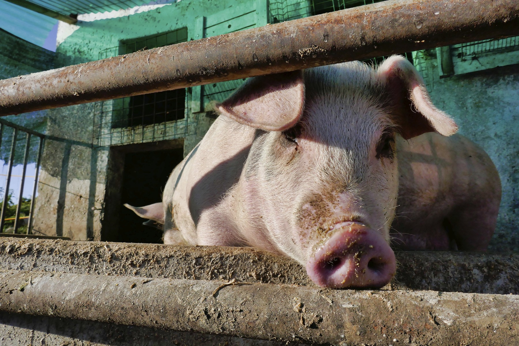 Pig in farm, veneto italy