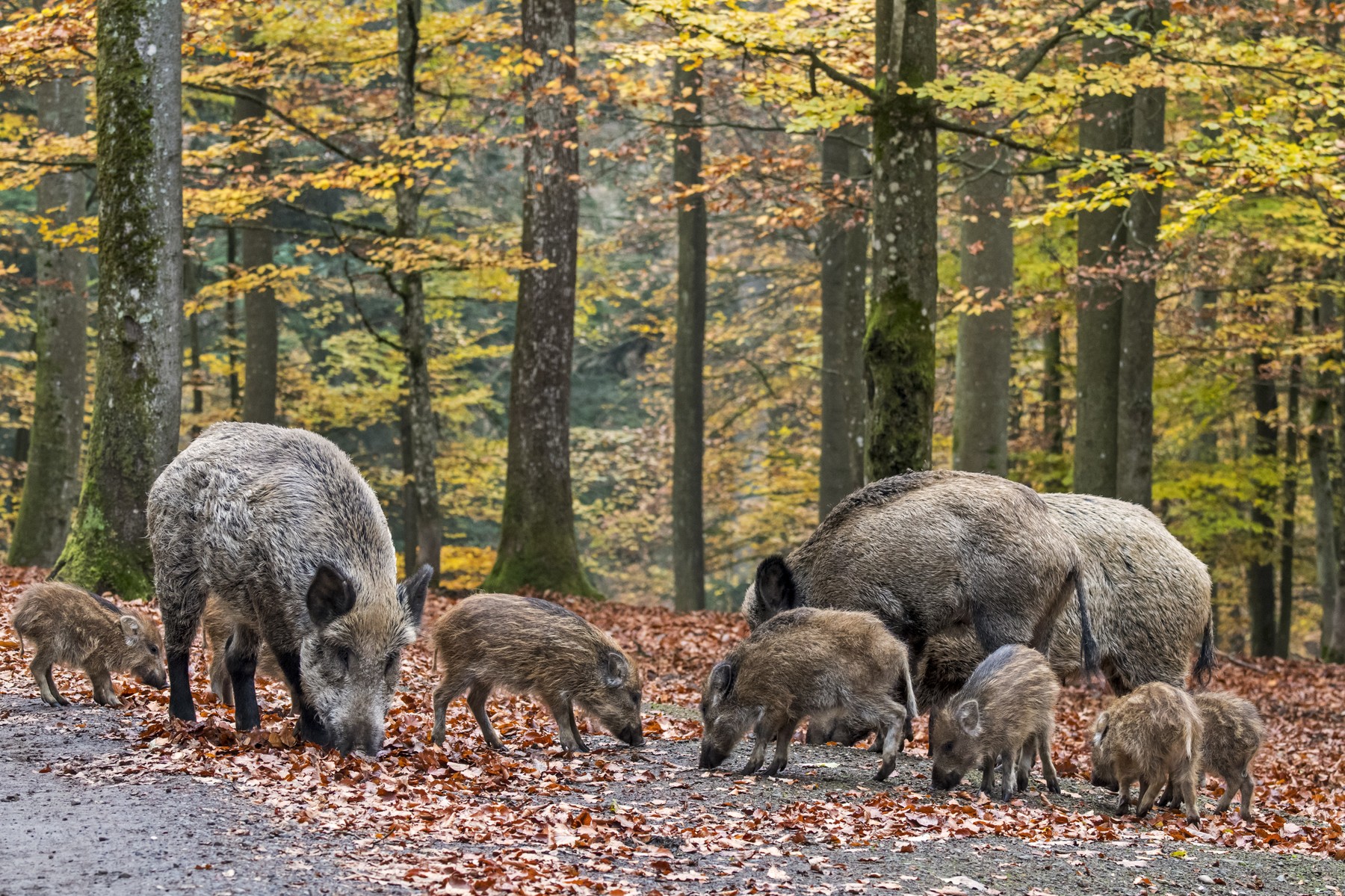 Wild boar (Sus scrofa) sounder with piglets foraging in autumn forest
