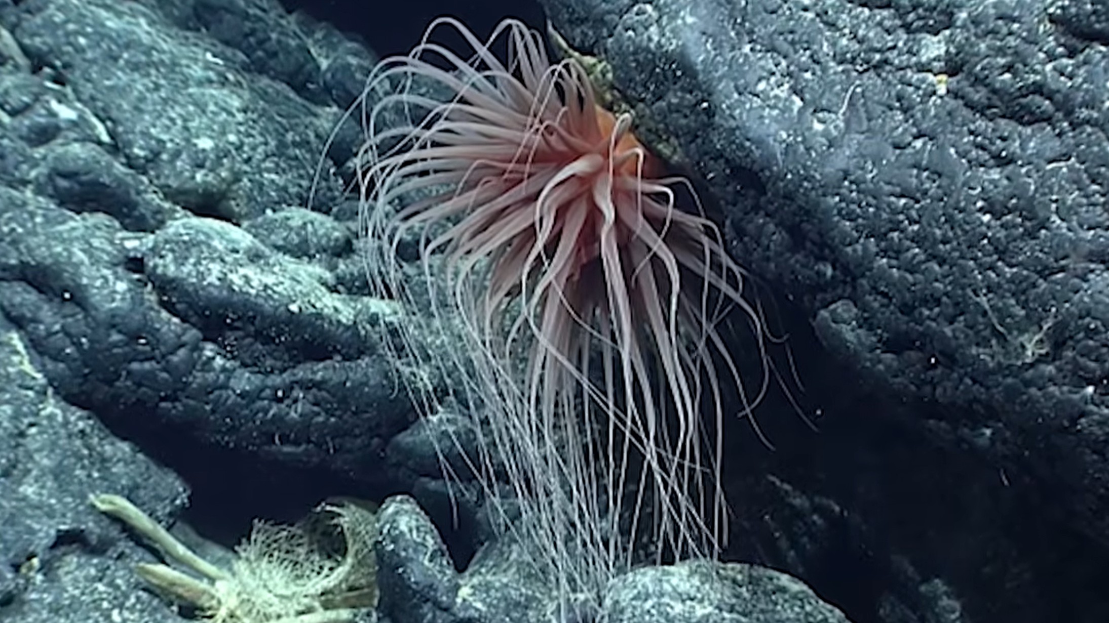 morska vetrnica, anemona