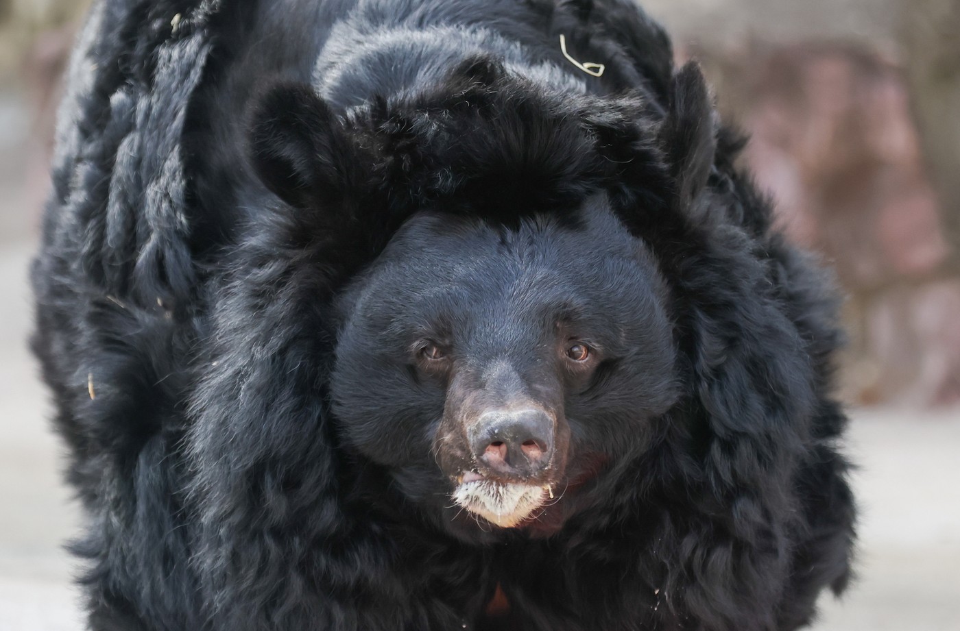 azijski črni medved