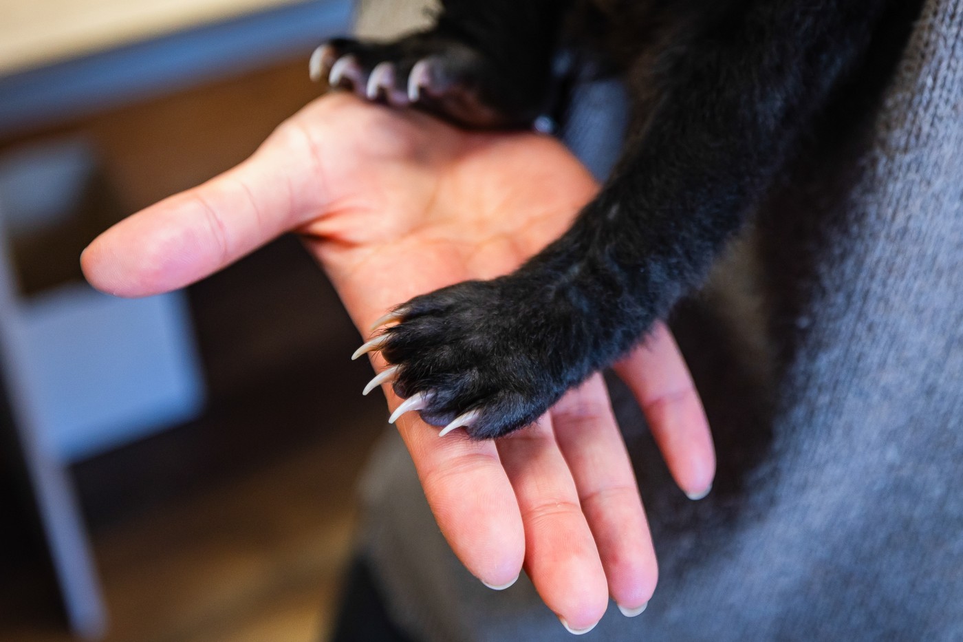 tace mladiča azijskega črnega medveda Foto PROFIMEDIA