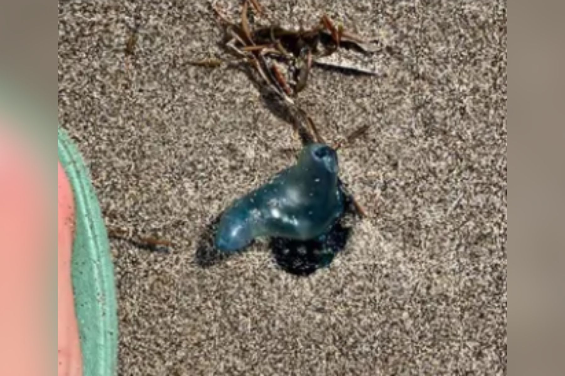 Na japonskem so našli novo vrsto portugalske ladjice