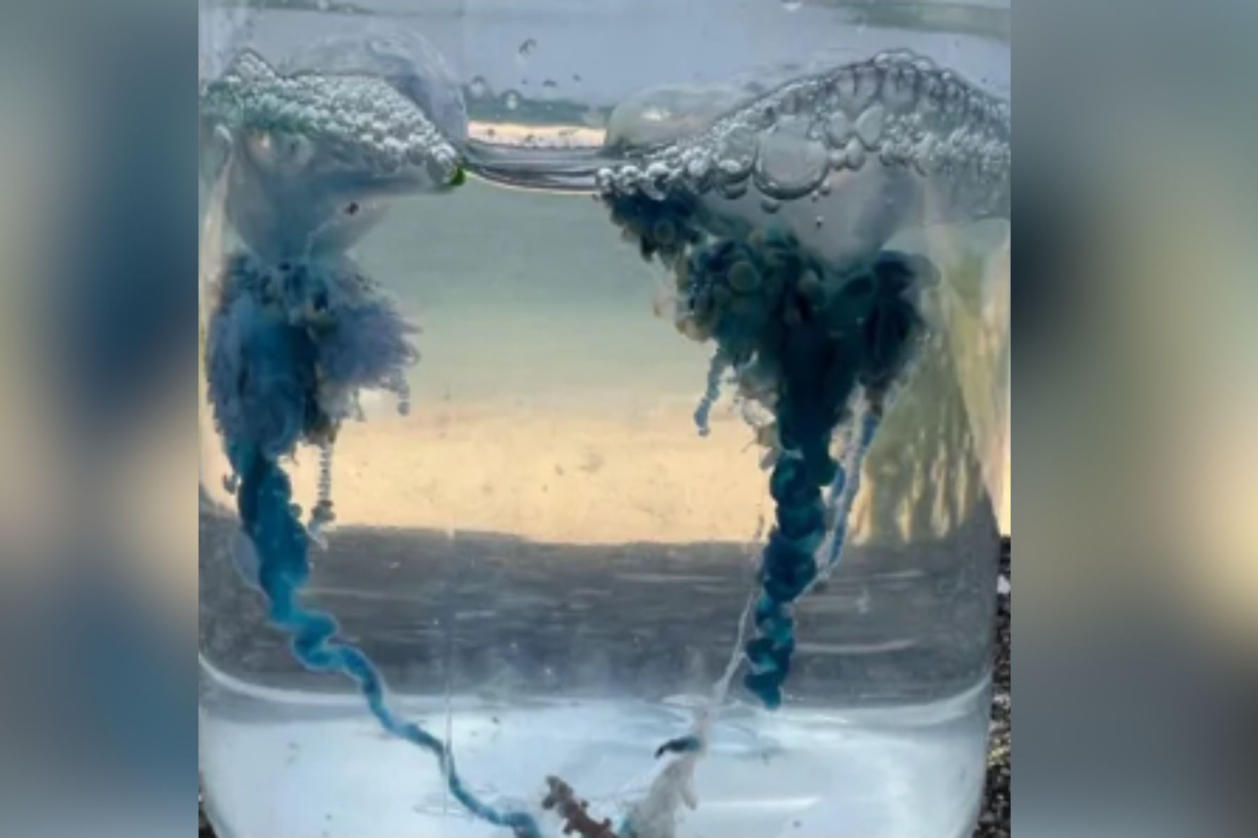 Na japonskem so našli novo vrsto portugalske ladjice