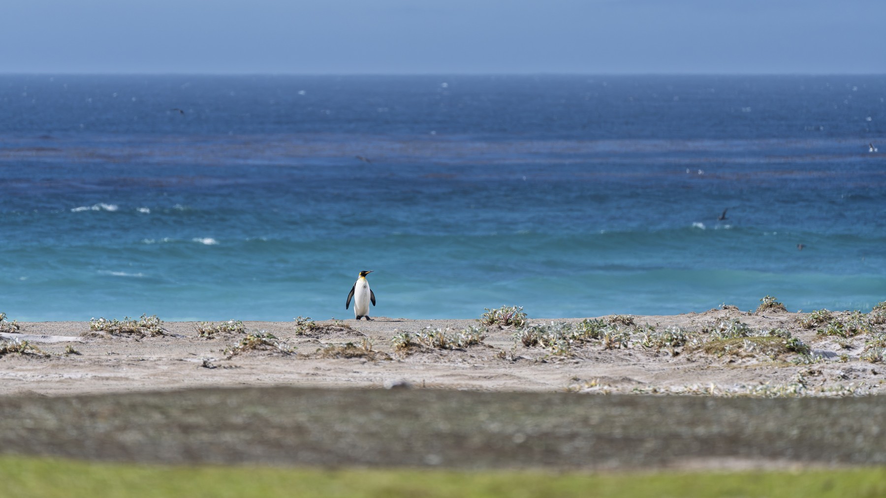 King penguin (Aptenodytes patagonicus), South Atlantic Ocean in the background, Volunteer Point, Falkland Islands