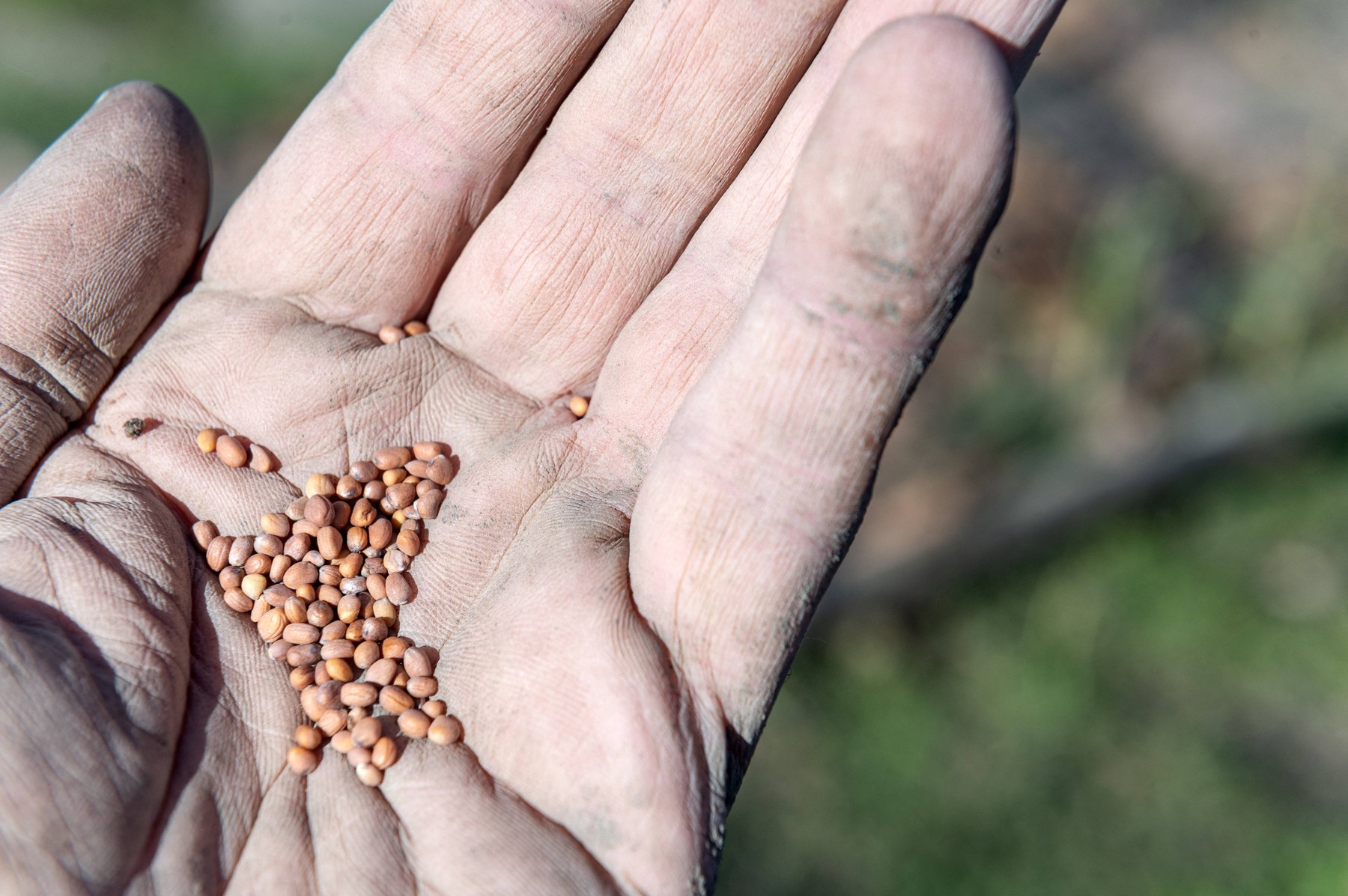 Gardening. Gardeners hand holding seeds of Raphanus sativus, radish