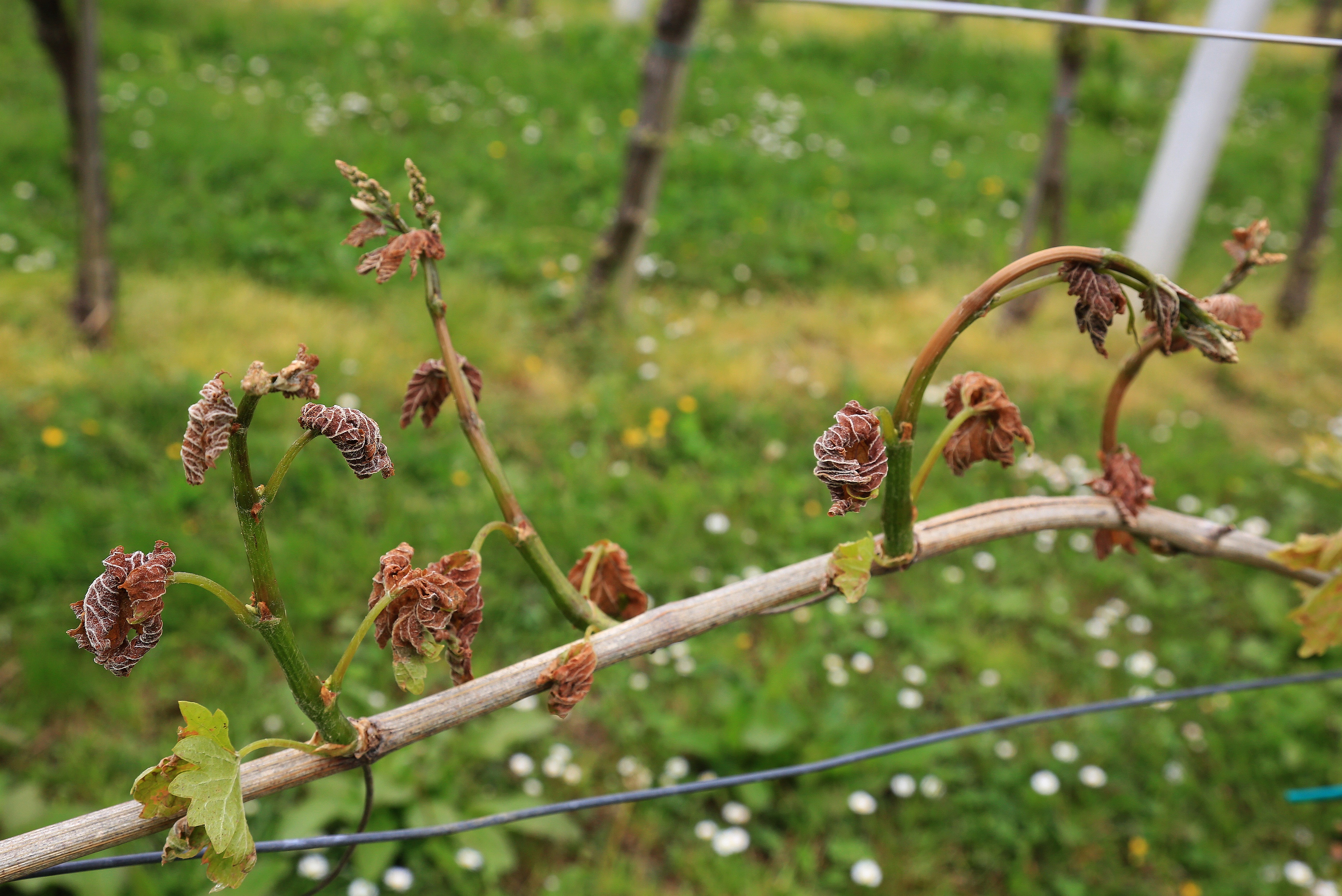 Od pozebe poškodovana trta v Krškem, maj 2016