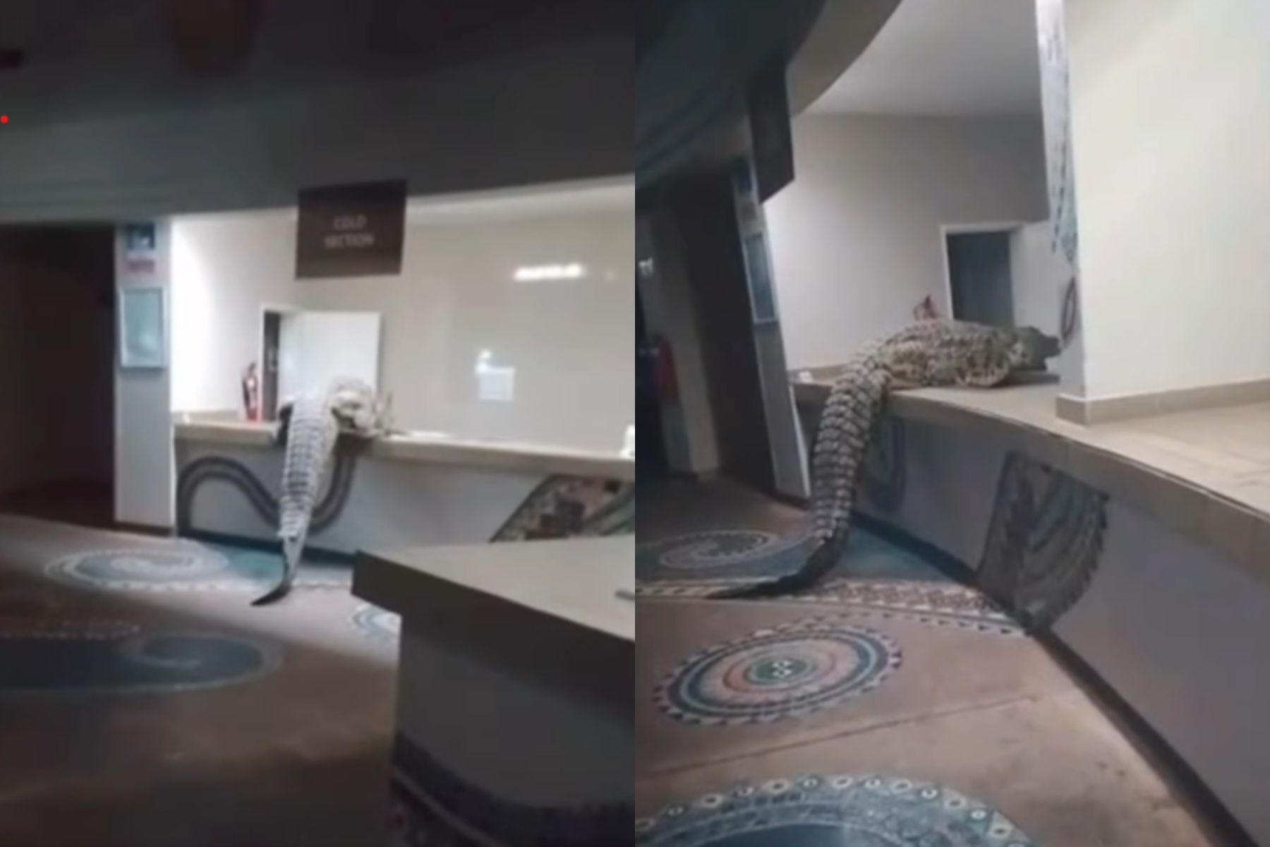 Krokodil v Zimbabveju